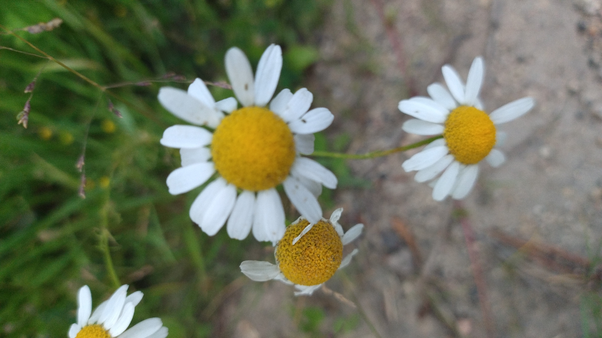The image captures a close-up, slightly angled view of three daisies in an outdoor setting. Two daisies are in focus, one larger and positioned centrally, with white petals and a bright yellow center. To its left and slightly lower, another daisy is also in focus, appearing slightly smaller and with a visible stem. A third daisy, partially visible at the top left of the frame, is out of focus, showing white petals and a yellow center. The background consists of blurred green foliage, possibly grass and other plants, with some dirt or gravelly ground visible at the bottom. The lighting suggests it is daytime, with natural light illuminating the flowers. No people or specific landmarks are visible in the scene, making it impossible to determine a precise location within a city or country.