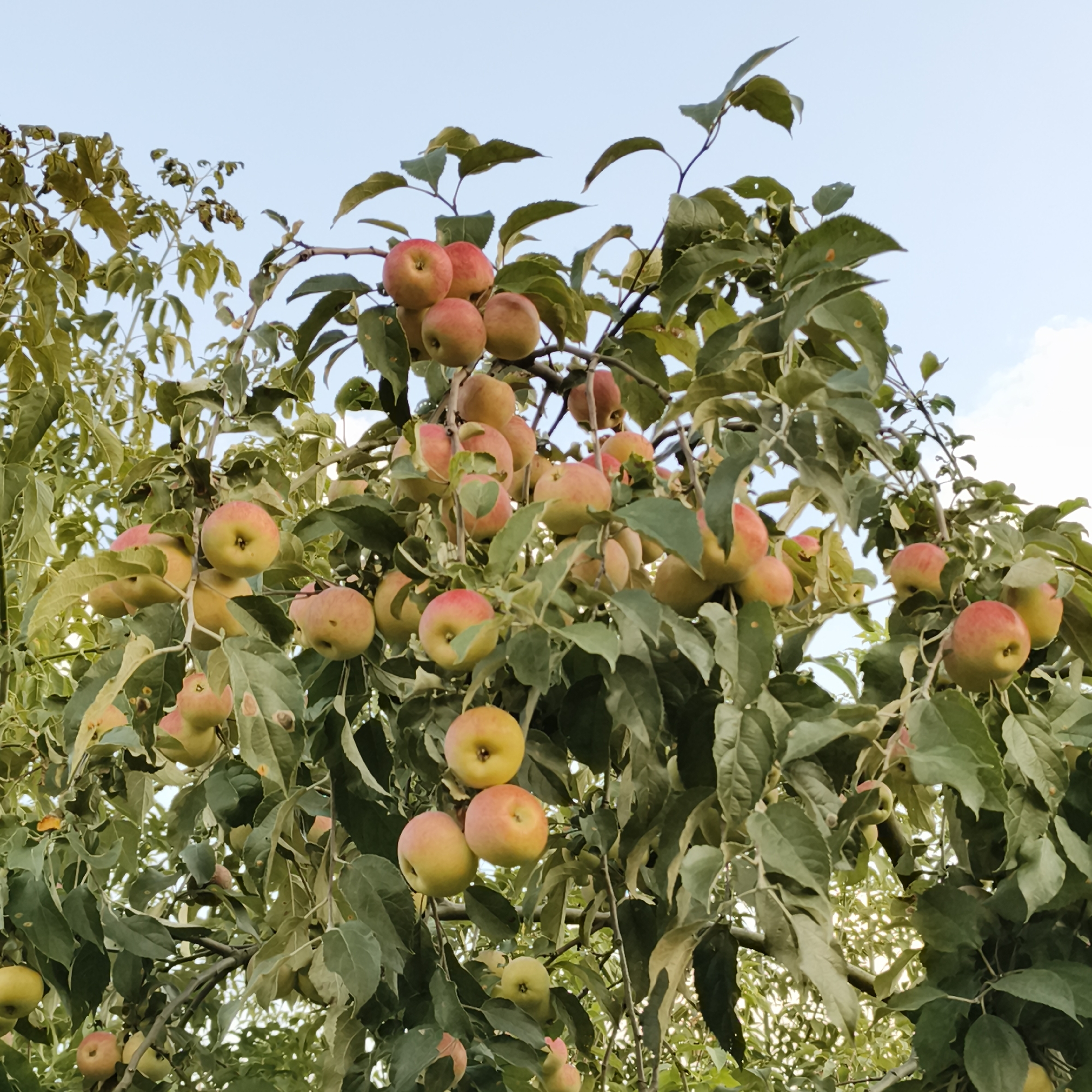 The image shows a close-up of an apple tree laden with ripe apples, set against a pale blue sky with hints of clouds. The apples are various shades of red and yellow, some with blushing red cheeks, and are clustered on branches amidst lush green leaves. Some leaves show signs of age, with brown spots. The lighting suggests it is daytime, possibly late afternoon given the angle of light filtering through the leaves and the soft glow on the apples. The setting appears to be an outdoor orchard or garden. There are no people visible in the image. The specific location in Chaikovsky, Russia, is not discernible from the visual information provided.