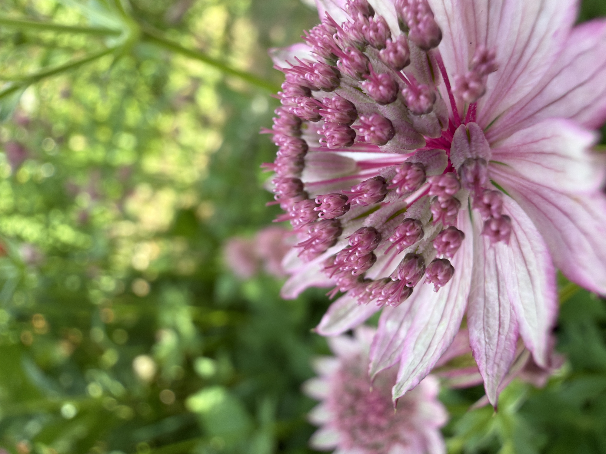 The image is a close-up, low-angle shot of a pink and white star-shaped flower, likely an Astrantia. The flower's center is composed of numerous tiny, deep pink buds with delicate, thread-like stamens extending upwards. These buds are clustered together, forming a dense, star-like core. Radiating outwards from the center are elongated, slender petals, predominantly white with pink striations and edges. The petals are thin and translucent, revealing fine, parallel veins.
In the background, out of focus, are soft green foliage and hints of other pink flowers, suggesting a garden setting. The lighting is natural and diffused, creating a soft bokeh effect that emphasizes the sharpness and detail of the main flower.
There are no people, animals, or man-made structures visible in the image. The scene appears to be a natural environment, specifically a garden in Petukhi, Russia.