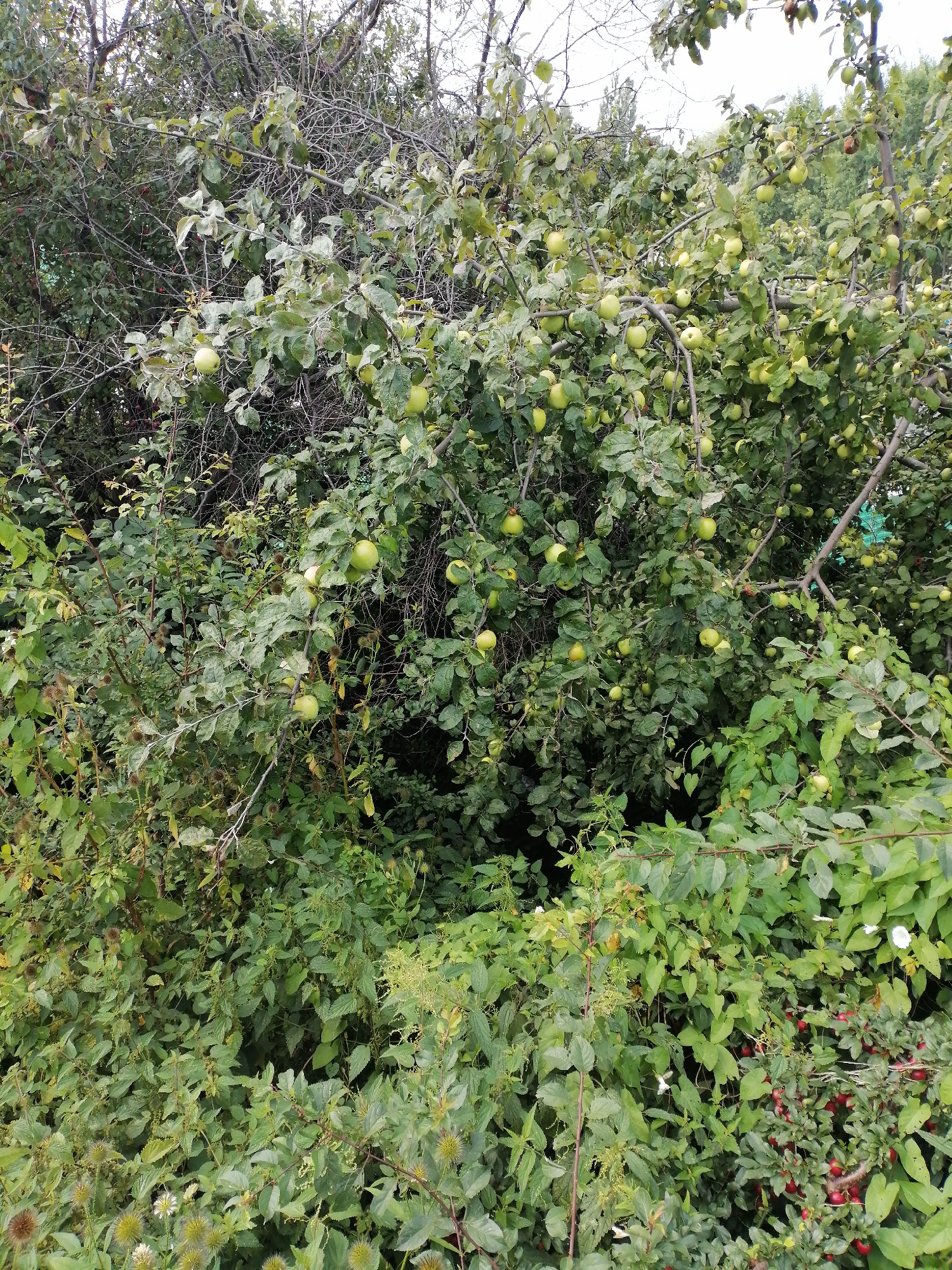 The image depicts a dense thicket of trees and undergrowth, likely in an overgrown area within Kaliningrad, Russia. The primary subjects are apple trees laden with green and some red fruit, suggesting late summer or early autumn. The branches are a mix of thin, bare twigs and thicker, leafy limbs covered in green foliage. Interspersed with the apple trees are other plants, including nettles and plants with spiky seed heads, indicating a somewhat wild or unkempt environment. The lighting suggests an overcast day, with diffused natural light illuminating the scene. There are no people or animals visible in the image, nor any signs of human activity or infrastructure. The overall impression is one of a natural, somewhat neglected landscape.