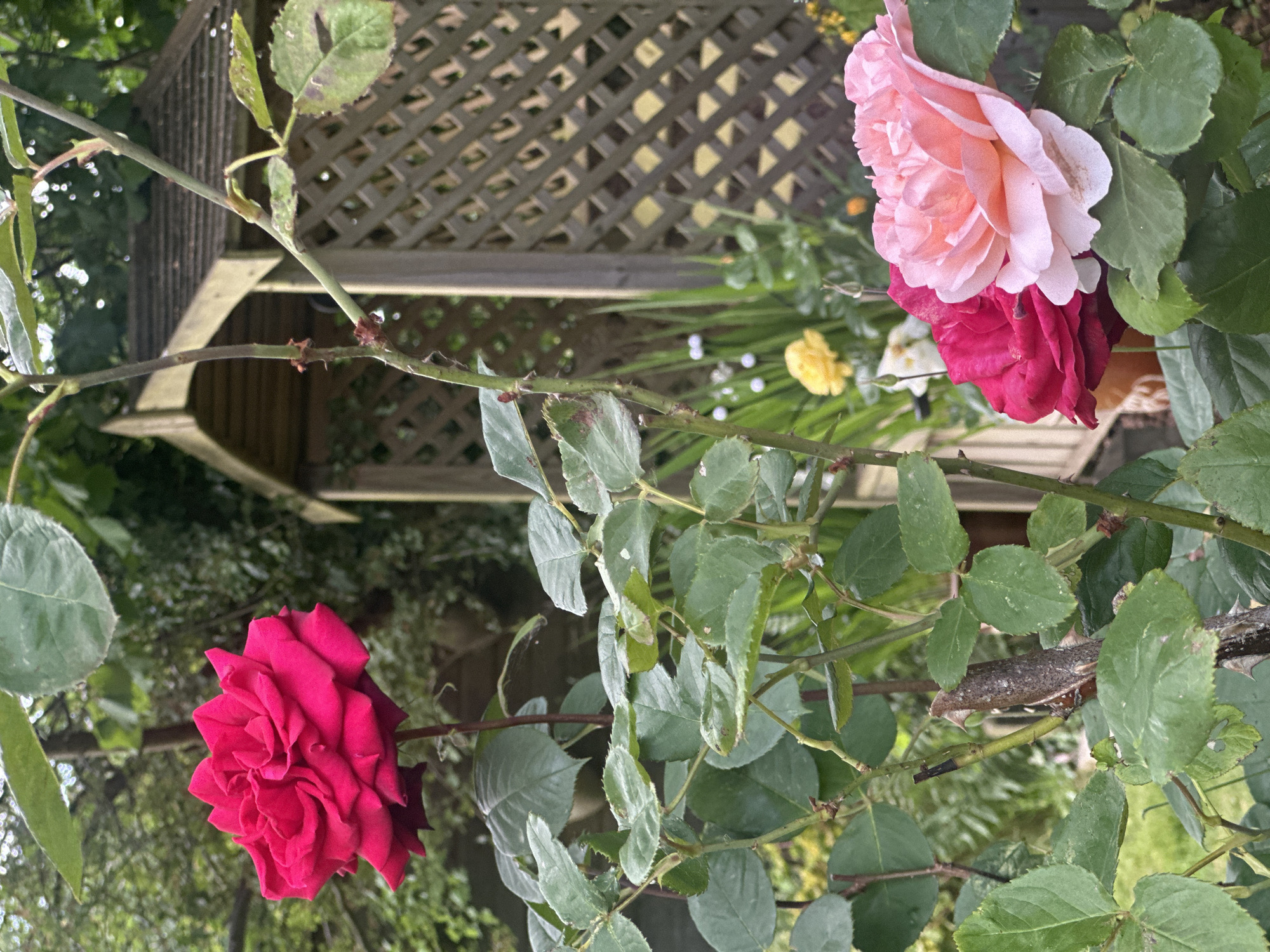 The image captures a garden scene, possibly located in Tunbridge Wells, United Kingdom, featuring two distinct roses. A single, fully opened red rose is prominent on the lower left, while a two-toned rose (pink and red) is visible on the upper right. The roses are attached to a thorny stem, adorned with green leaves. In the background, a wooden gazebo-like structure with latticework can be observed, along with other greenery and glimpses of yellow and white flowers.