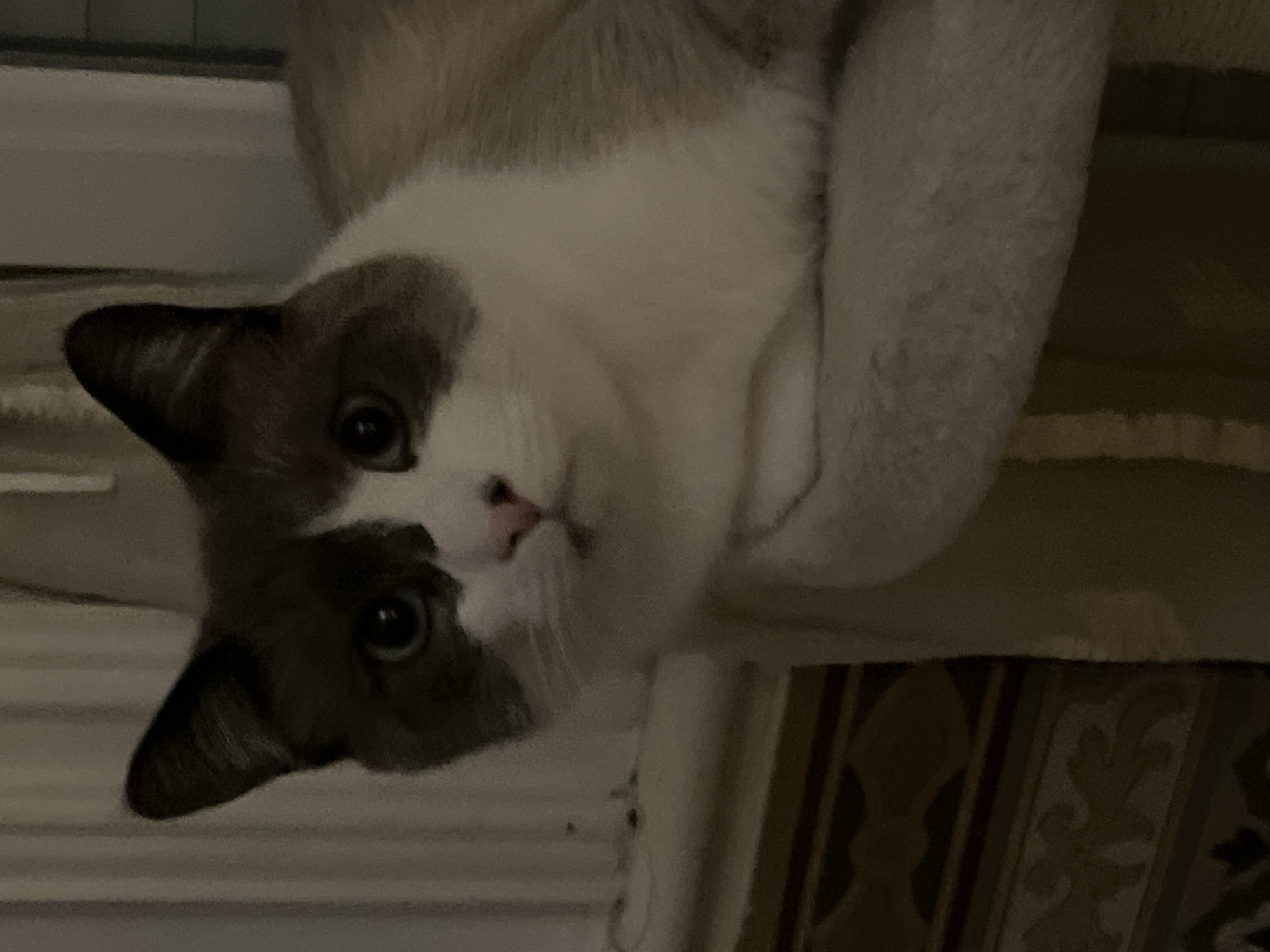 A white and brown cat is looking at the camera. The cat has dark ears and blue eyes. The cat is lying on a cat tree. The location is unknown and cannot be determined from the image.