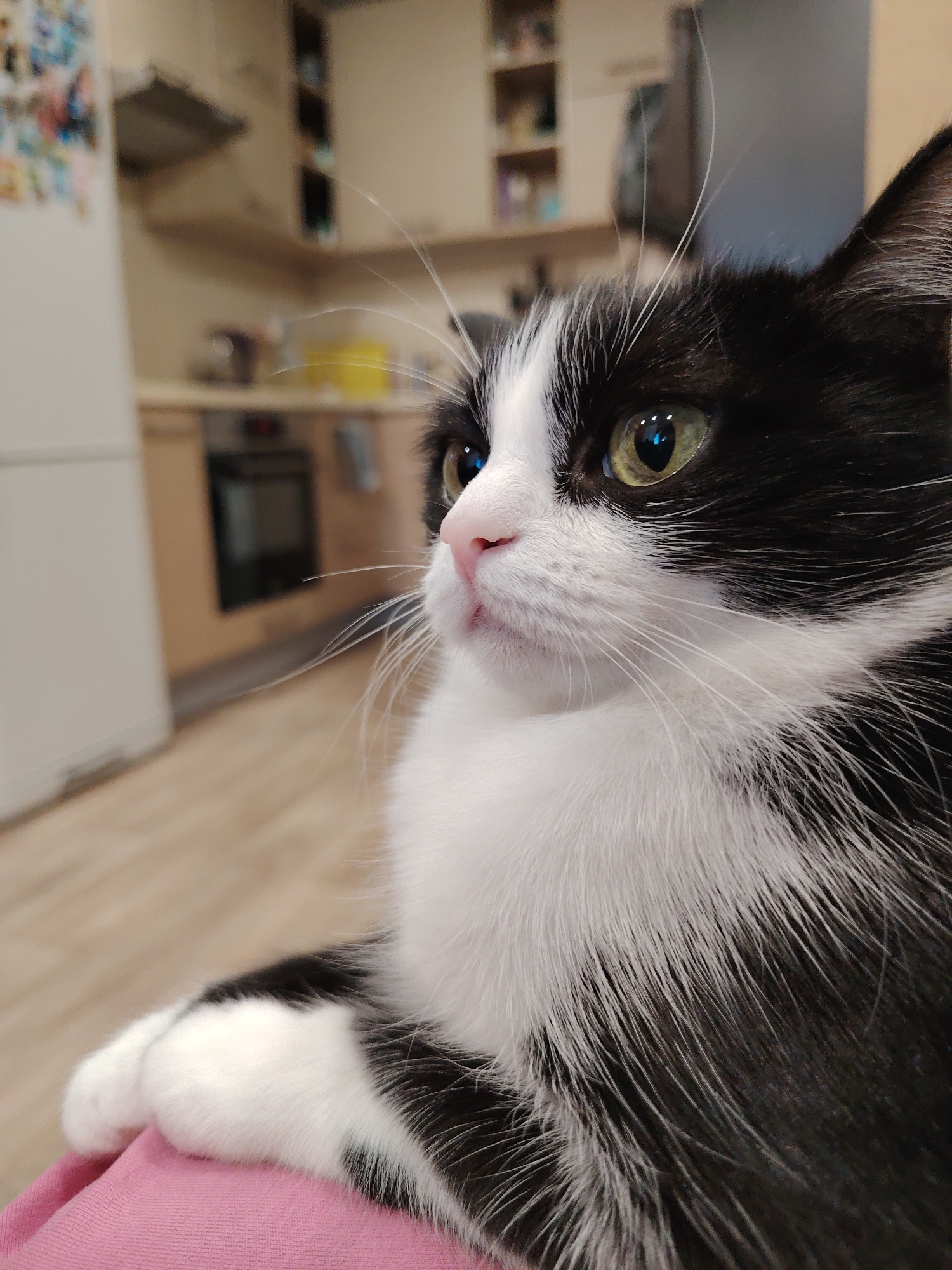 A medium close-up shows a black and white cat with green eyes looking to the left. The cat is resting its paw on a pink surface, likely clothing. The background is a blurred interior, possibly a kitchen. It includes a white refrigerator, cabinets, an oven, and other kitchen appliances. The location is a residential interior.