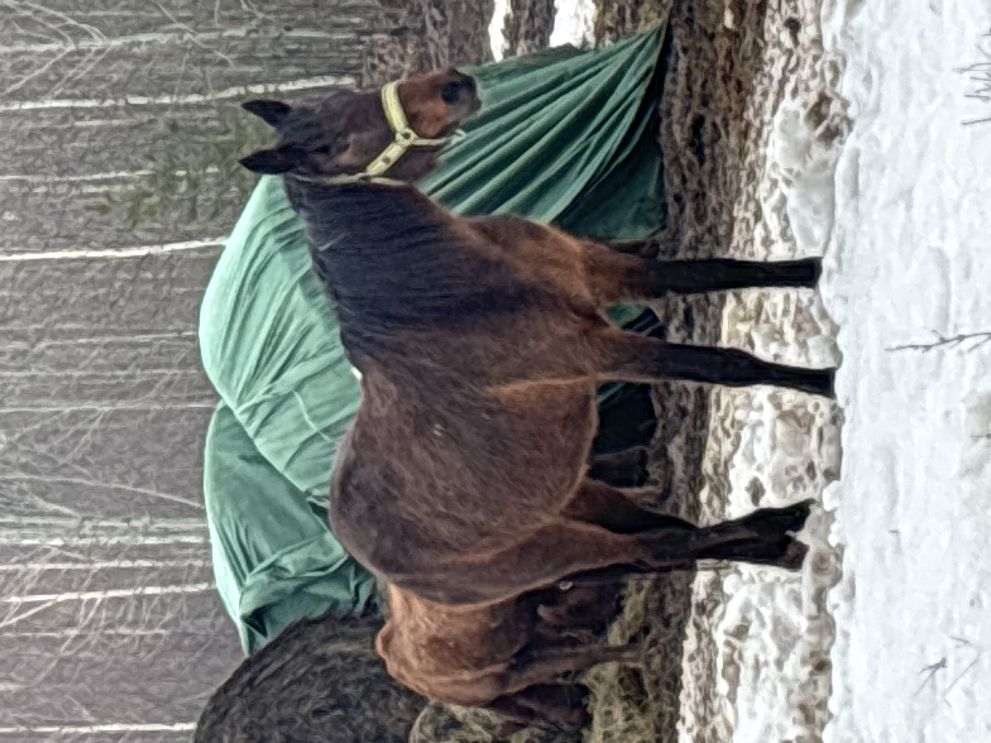 A brown horse wearing a yellow halter stands next to a green tarp. Adjacent to the horse is a patch of snow, and behind the horse are trees. The image's location is potentially Noviy, Russia.