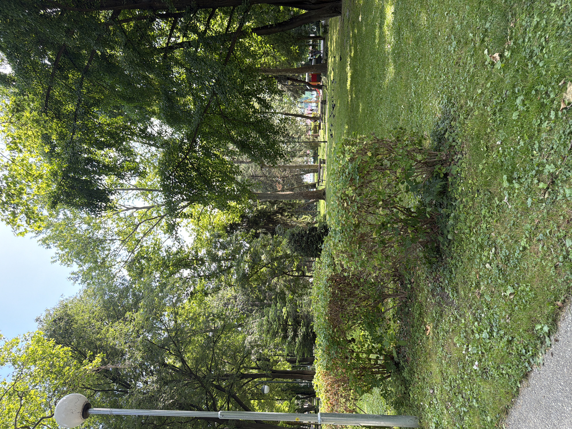The image presents a sunlit public park in Plovdiv, Bulgaria, characterized by abundant green foliage and recreational elements. In the immediate foreground, a gray paved pathway runs diagonally from the bottom-left corner, bordered by a strip of grass and mixed groundcover. A tall, slender metal lamppost with a spherical white light fixture is positioned on the far left. Adjacent to the pathway and lamppost, a row of deciduous bushes with varied green and reddish-brown leaves forms a natural barrier, partially obscuring the deeper park view.
The midground consists of an expansive, well-maintained lawn intermixed with small broadleaf plants and scattered dry leaves. Numerous dark-feathered birds, consistent with pigeons, are visible foraging on the grass, particularly in the lower-right midground. Further into the park, two dark-colored park benches are situated beneath the shade of large, mature trees. These trees, primarily deciduous, feature dense green canopies that filter sunlight, creating a dappled light effect on the grass. A smaller, conical evergreen tree stands centrally in the midground.
The background reveals a children's playground with colorful structures, notably red and yellow elements, partially visible through the trees. Several indistinct human figures are present in the distance near the playground and further to the right, indicating park activity. A distinct red vehicle, resembling a small amusement train or bus, is also visible near the playground area on the right. A clear blue sky is visible through gaps in the tree canopy, confirming bright, sunny conditions. The scene is illuminated by natural sunlight, casting subtle shadows and highlighting the vibrant green of the vegetation.