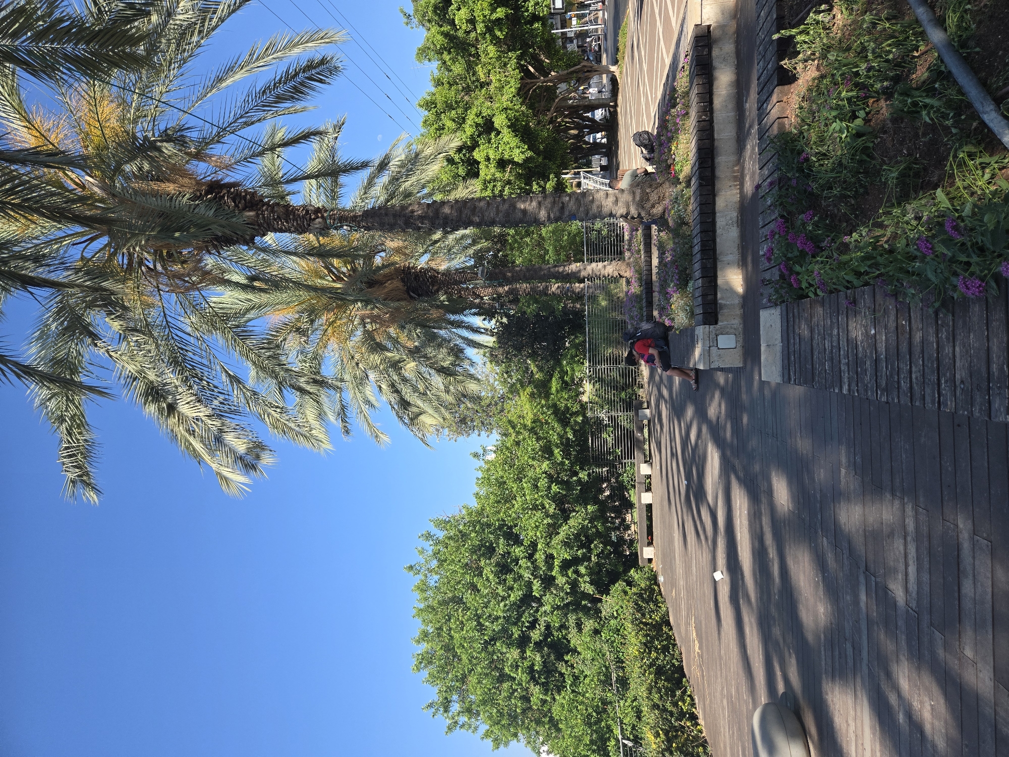 The image depicts a sun-drenched scene with tall palm trees in the foreground against a clear blue sky. A wooden walkway with distinct planks runs through the scene, casting dappled shadows from the surrounding trees. A person in a red shirt and dark shorts is visible on the walkway, appearing to be sitting or leaning against a planter. Beside them, another person with a backpack is also present. The walkway is lined with lush green foliage and vibrant purple flowers in planters. In the background, more trees and some buildings are visible, suggesting an urban or park-like setting. The overall atmosphere appears relaxed and peaceful, indicative of a warm, sunny day. The location is identified as Kfar Saba, Israel. There is no visible text in the image.