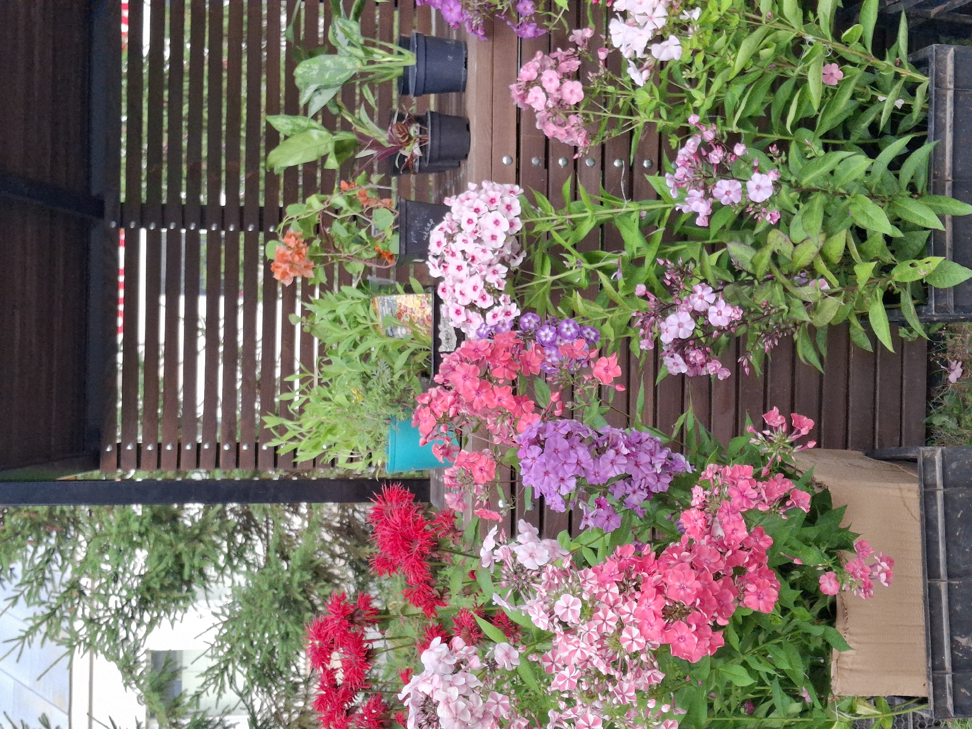 A street-level, eye-level, medium shot captures a display of flowering plants in Elovo, Russia. The foreground features an assortment of Phlox flowers in shades of pink, purple, and white, some contained within a cardboard box and a black plastic crate. Behind these, a wooden slatted structure provides a backdrop, supporting potted plants on a shelf. Among these are green foliage plants and a small plant with orange flowers. To the left, red bee balm flowers are visible, and further back, evergreen trees and a building can be seen. The scene is outdoors, likely during daytime, with natural light illuminating the plants. There are no people or animals present in the frame.
