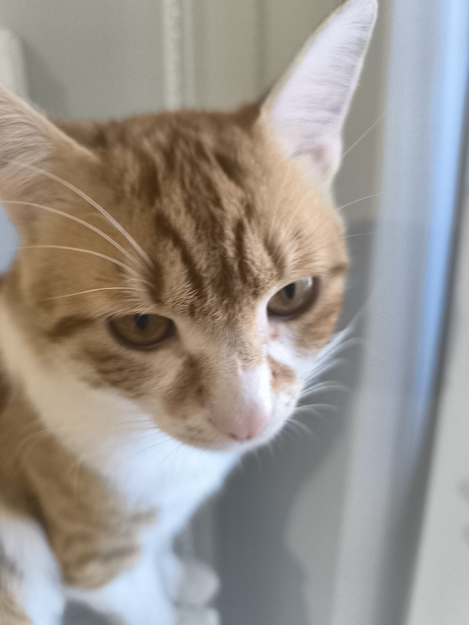 A close-up photograph captures the head and upper torso of a cat. The cat has a distinctive orange and white coat, with the orange fur patterned in stripes. Its eyes are golden-brown. The background appears to be a neutral-toned wall or surface. There is no discernible location in Varna, Bulgaria.