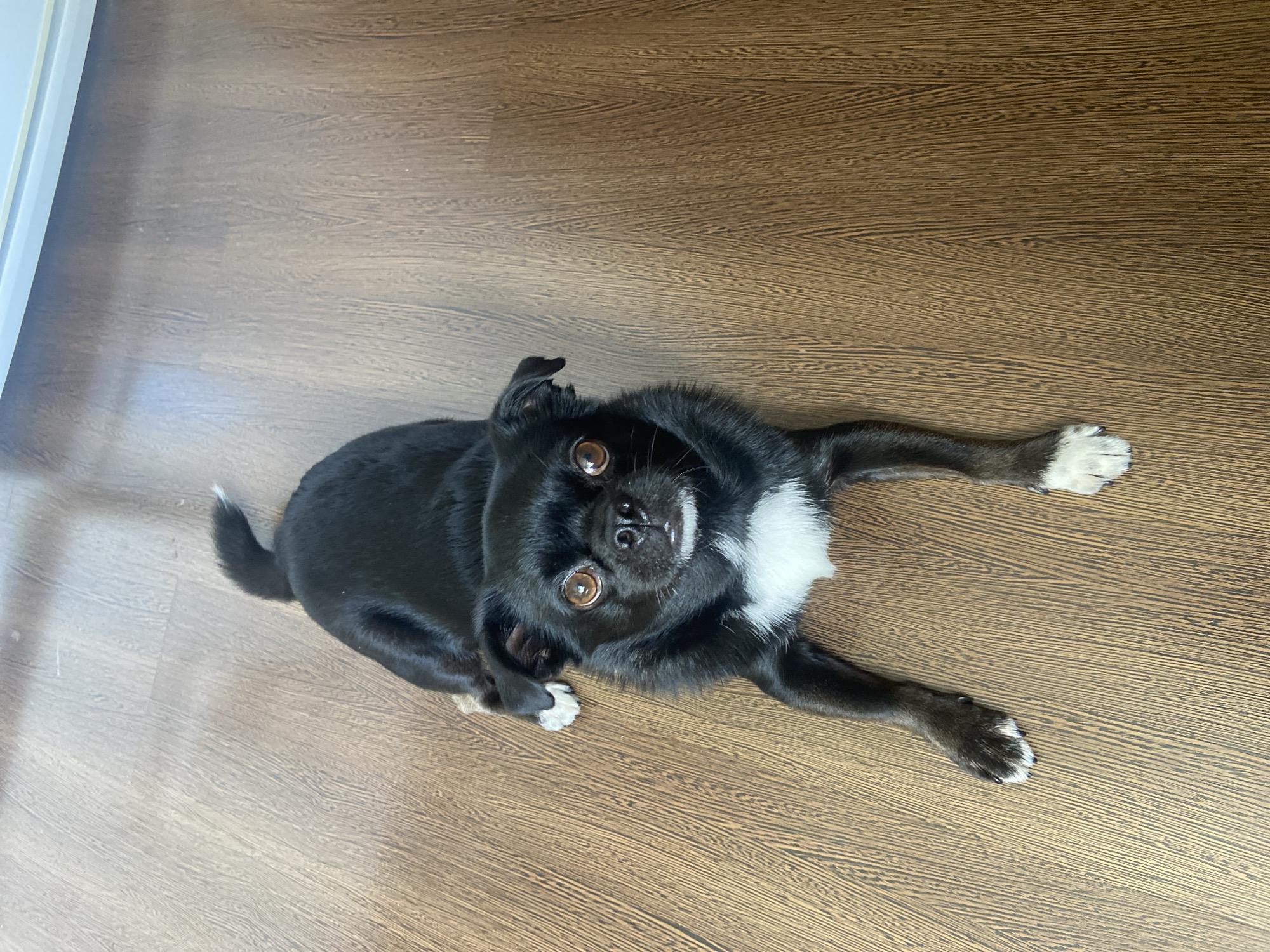 A black and white dog is lying on a wooden floor, looking up at the camera. The dog has large, brown eyes, a white patch of fur on its chest, and white markings on its paws. The floor is made of brown planks with a visible wood grain pattern. The lighting suggests an indoor environment, possibly a home. There are no visible people or other animals. This scene is not specific to Revda, Russia.