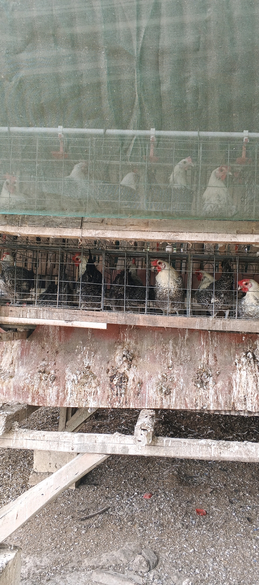 The image shows a multi-tiered chicken coop. The upper tier is partially obscured by a green mesh netting and contains several white chickens in wire cages. The lower tier, more clearly visible, also contains chickens in wire cages, some of which are black and white speckled, and others are predominantly black. The lower part of the coop structure is heavily soiled with what appears to be dried bird droppings, indicating a long period of use. Below the lower tier, the ground is covered in gravel and debris. The overall impression is of a functional, albeit somewhat unkempt, poultry farm. The image does not provide specific information about the city of Laren, Indonesia, but it depicts a common scene found in rural or semi-rural agricultural settings.