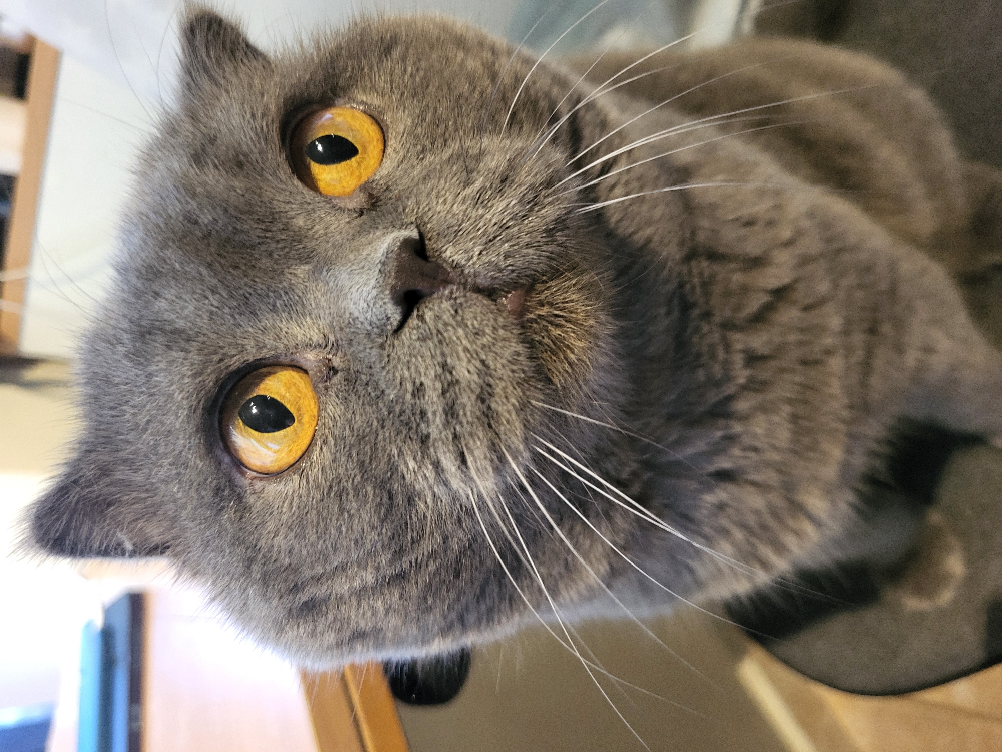 A close-up, portrait-style shot captures a grey British Shorthair cat looking directly at the camera. The cat's large, round, golden-orange eyes dominate the frame, with dark pupils. Its short, dense grey fur is visible all over its face, with long white whiskers fanning out from its muzzle. The cat's nose is dark and appears slightly damp. Its mouth is partially open, revealing a hint of its pink tongue. The background is out of focus, suggesting an indoor environment. To the left, a wooden surface and a blurred object, possibly a laptop, are visible. The lighting is bright, highlighting the cat's features. The cat is sitting upright, with its body and chest filling the lower part of the frame.