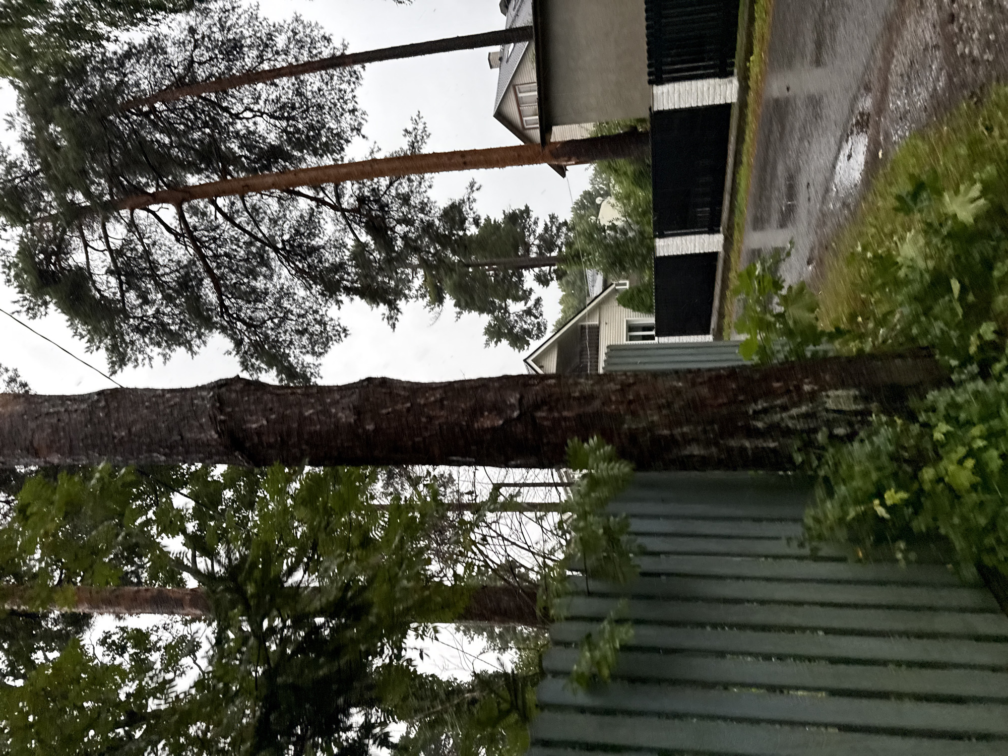 This image depicts a street scene in Tallinn, Estonia, on a rainy day. The foreground is dominated by a tall, dark-barked tree trunk. To the left, a vertical, light green metal fence runs along the edge of the property. Beyond the fence, lush green foliage is visible. The middle ground reveals a wet asphalt road, reflecting the overcast sky and the surrounding elements. Further back, a black metal fence with white pillars separates properties. Several houses with pitched roofs are visible in the distance, nestled amongst tall pine trees. The sky is a uniform grey, indicating cloudy weather. The overall impression is one of a quiet, residential area experiencing inclement weather.