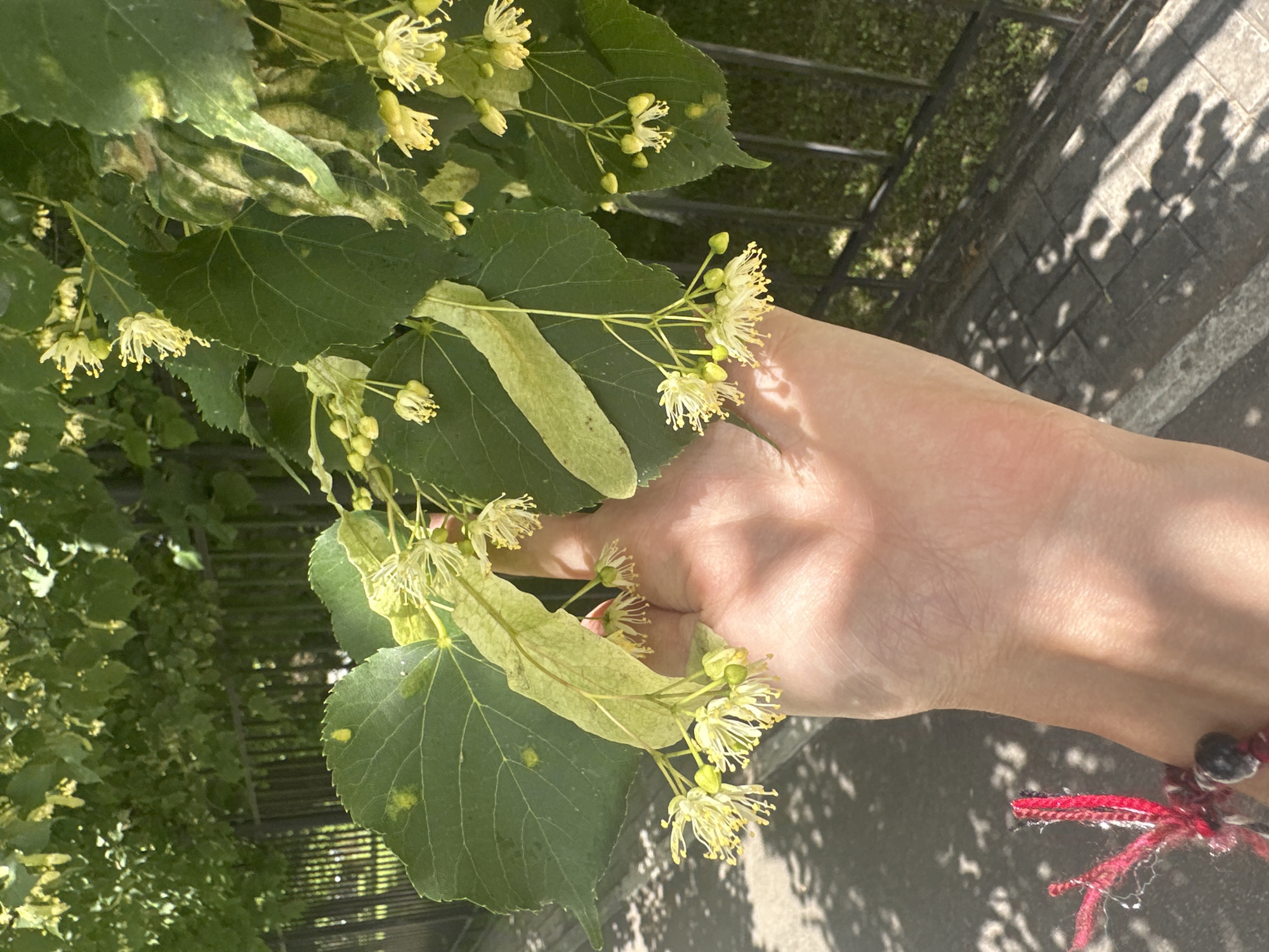 A human hand, with visible skin texture and light colored skin, holds a branch of linden blossoms and leaves. The branch is laden with small, pale yellow flowers and elongated, pale green bracts. Some of the leaves are green and heart-shaped, while others show signs of yellowing or discoloration. The hand is positioned to showcase the blossoms, which hang downwards. On the wrist, a bracelet composed of dark beads and red and white strings is visible.
The background suggests an outdoor urban environment. A black metal fence runs horizontally across the mid-ground, separating the foreground from a grassy area beyond. Sunlight casts dappled shadows on a paved walkway in the lower portion of the image, indicating a sunny day. The overall setting is consistent with a park or a street lined with trees in Tolyatti, Russia, where linden trees are common and bloom in early summer.