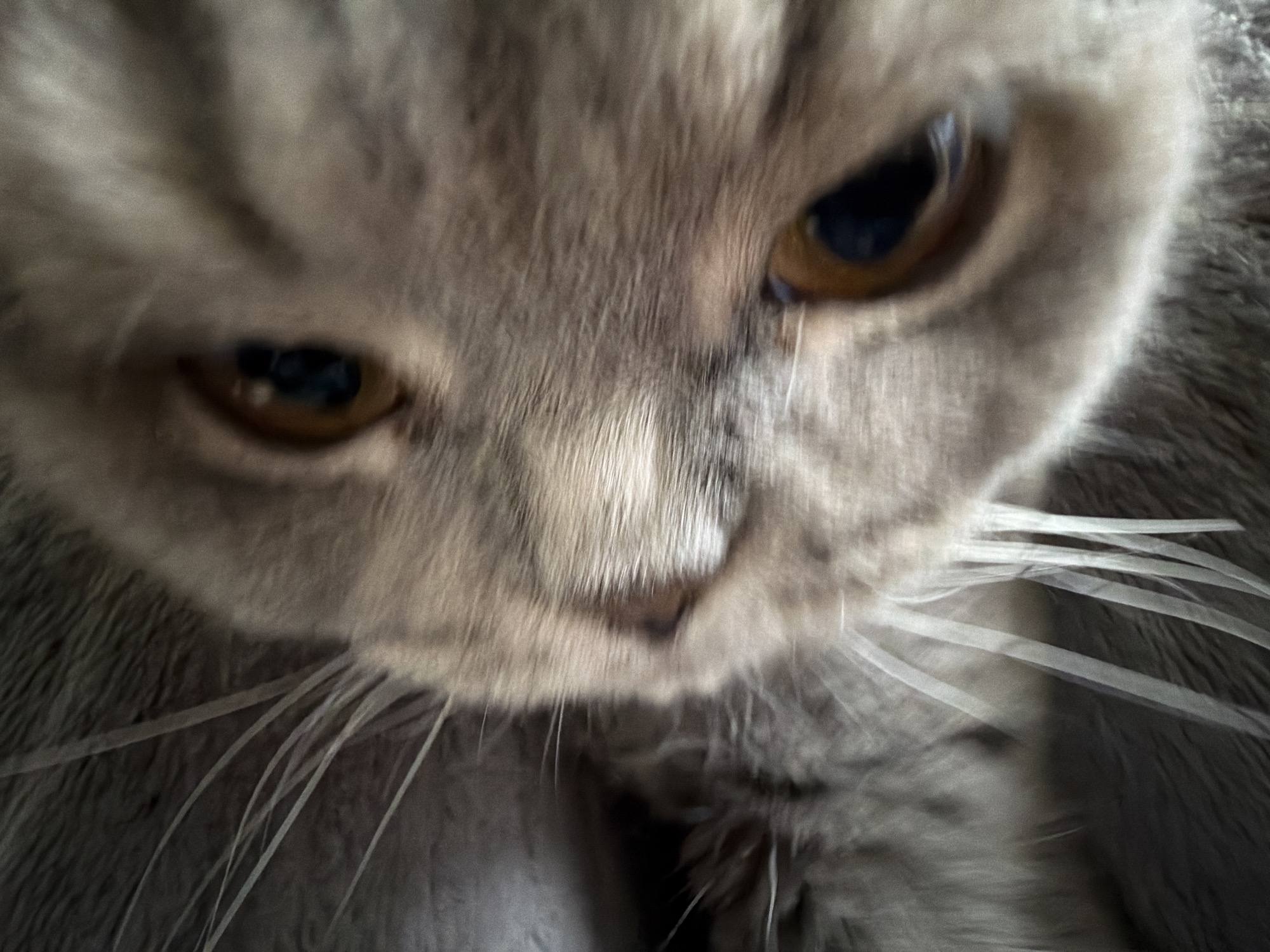 This is an extremely close-up portrait of a light grey cat's face, likely taken indoors in Perm, Russia. The cat's face fills almost the entire frame, emphasizing its features. Its fur is soft and thick, appearing in shades of grey, with lighter tones around the nose and muzzle.
The most prominent features are the cat's large, intense eyes, which are a warm amber or light brown color with widely dilated black pupils. The right eye (viewer's left) is slightly sharper in focus than the left. The bridge of the nose is visible, covered in shorter, light-colored fur, and some darker fur suggests the area around the nostrils. Long, white whiskers radiate outwards from both sides of its muzzle, with several clearly visible on the right side of the image, appearing somewhat out of focus.
The perspective is from slightly below, looking up at the cat, which is staring directly into the camera. This creates an intimate and slightly imposing feel. The cat's expression conveys a sense of directness, possibly curiosity, or mild annoyance due to the close proximity of the camera. The background is entirely blurred, consisting of the cat's own fur or a dark, indistinct area, ensuring full attention is on the facial details. No specific time of day or other environmental cues are discernible. There is no visible text.