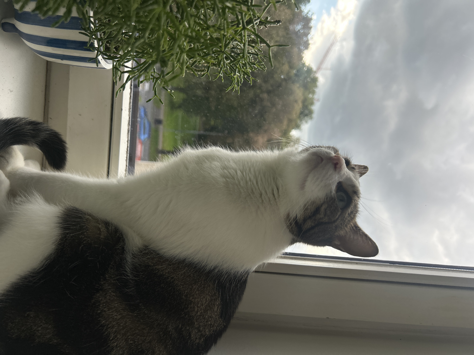 A tabby and white cat sits on a windowsill, looking upwards and to the left, towards a cloudy sky. Outside the window, trees and a street with vehicles are visible. A potted green plant with thin, branching stems sits to the left of the cat. The windowsill is white, and the window frame is white. The scene appears to be indoors, looking out onto an urban environment. The image quality is clear, with natural lighting. No specific landmarks indicating Vilnius, Lithuania, are visible.