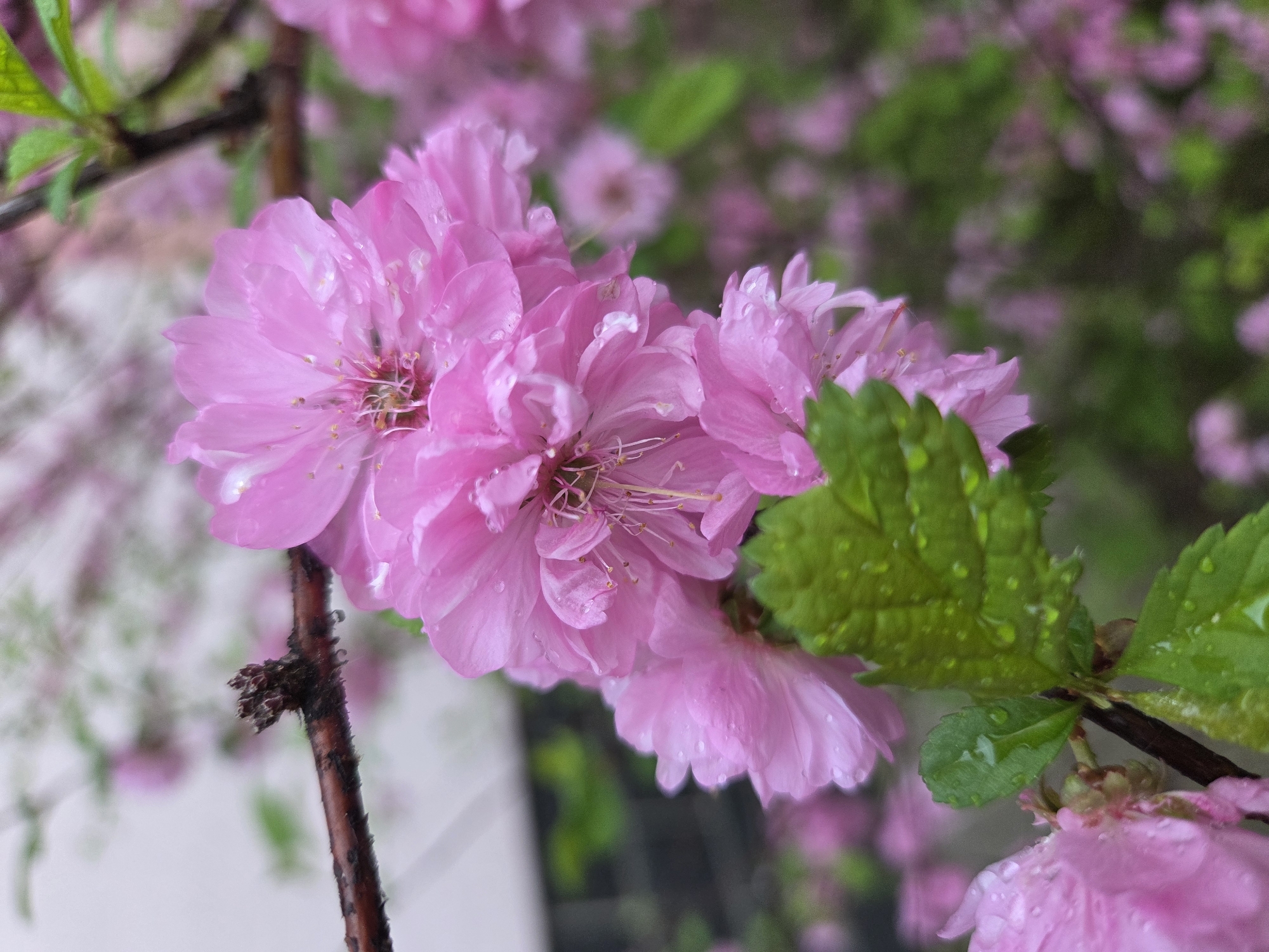 A close-up photograph features several pink blossoms, likely of a Prunus glandulosa, adorned with water droplets. The blossoms are positioned on a brown, textured branch. Green leaves with water droplets are also visible on the branch. The background is a blurred mix of green foliage and other pink blossoms. This image may have been taken in Birobidzhan, Russia, based on the prompt, although there are no explicit characteristics in the image to prove that location.