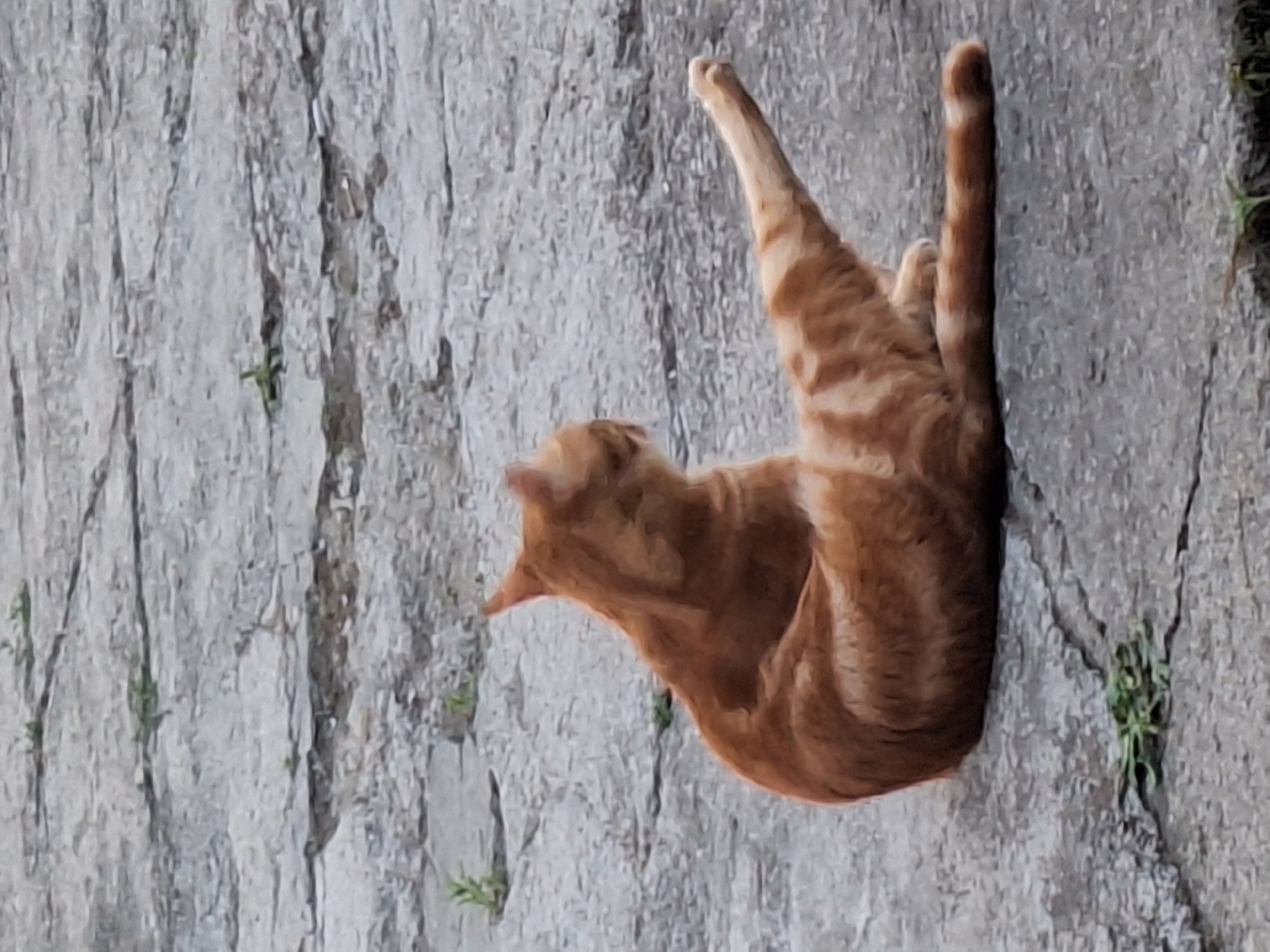 A ginger tabby cat is sitting on a gray, paved surface, possibly a sidewalk or patio, in Nabran, Azerbaijan. The cat is facing away from the camera, with its body turned to the left. Its right front leg is extended forward, with the paw pointing upwards. The cat's tail is also extended to the right. Small patches of green grass are visible growing through cracks in the pavement around the cat. The overall lighting suggests it is daytime, possibly overcast.