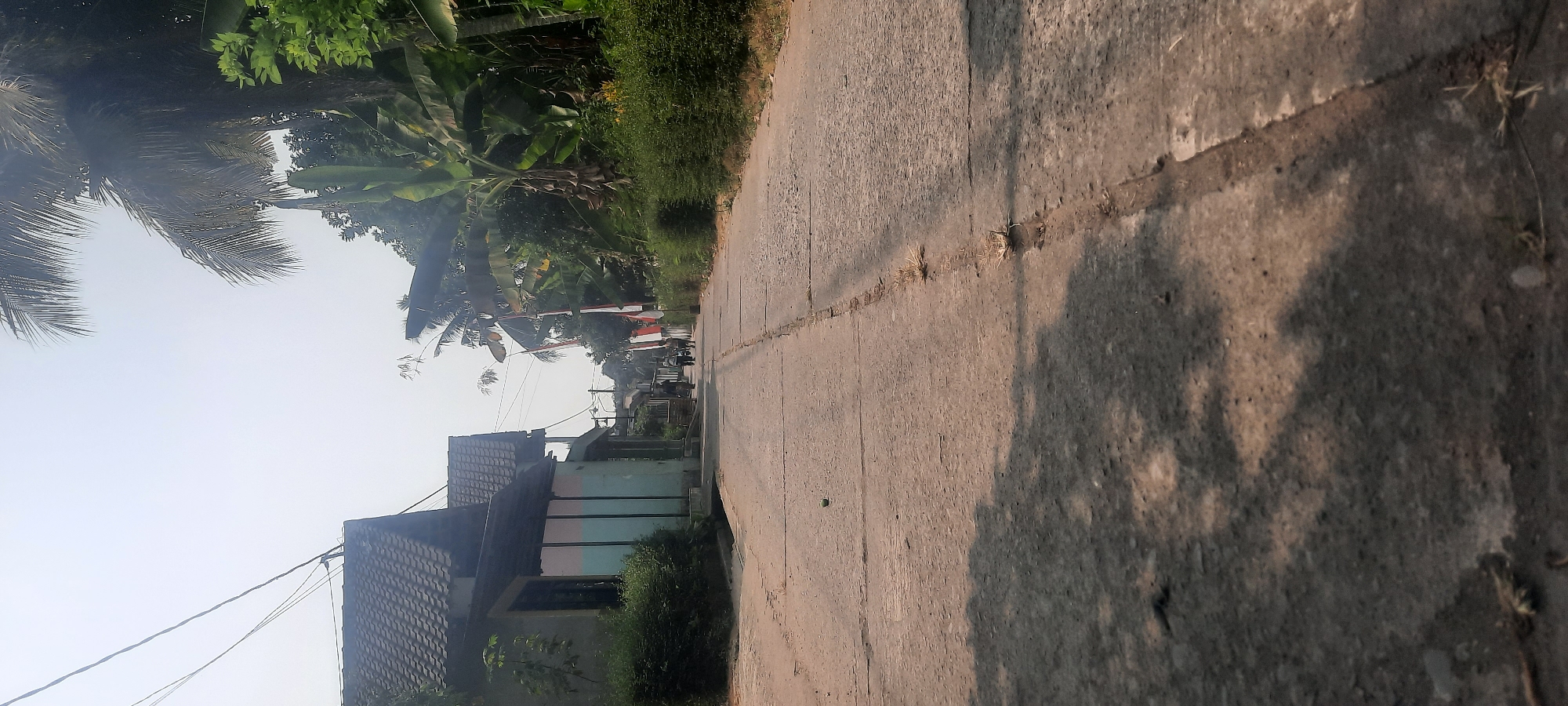 An outdoor, low-angle, vertical shot shows a cracked concrete road in Ploso, Indonesia, in bright daylight. The road is the primary subject and stretches into the distance. On the left side of the road are two residential buildings with dark, sloped roofs and light-colored walls, some with pastel blue and pink panels. Lush green bushes line the front of these buildings. Tall palm trees and other dense foliage flank the right side of the road, with some bearing large leaves characteristic of banana plants. Several Indonesian flags, red and white, are displayed on poles along the right side of the road. A few people are walking in the distance on the road, appearing as small figures. The sky is bright and hazy, with overhead power lines visible in the upper left corner. Shadows from the foliage and possibly trees are cast across the road, indicating the direction of the sun. A small, dark, round object, possibly a piece of fruit or debris, is visible on the road in the lower center of the image. The overall scene depicts a rural or semi-rural residential area.