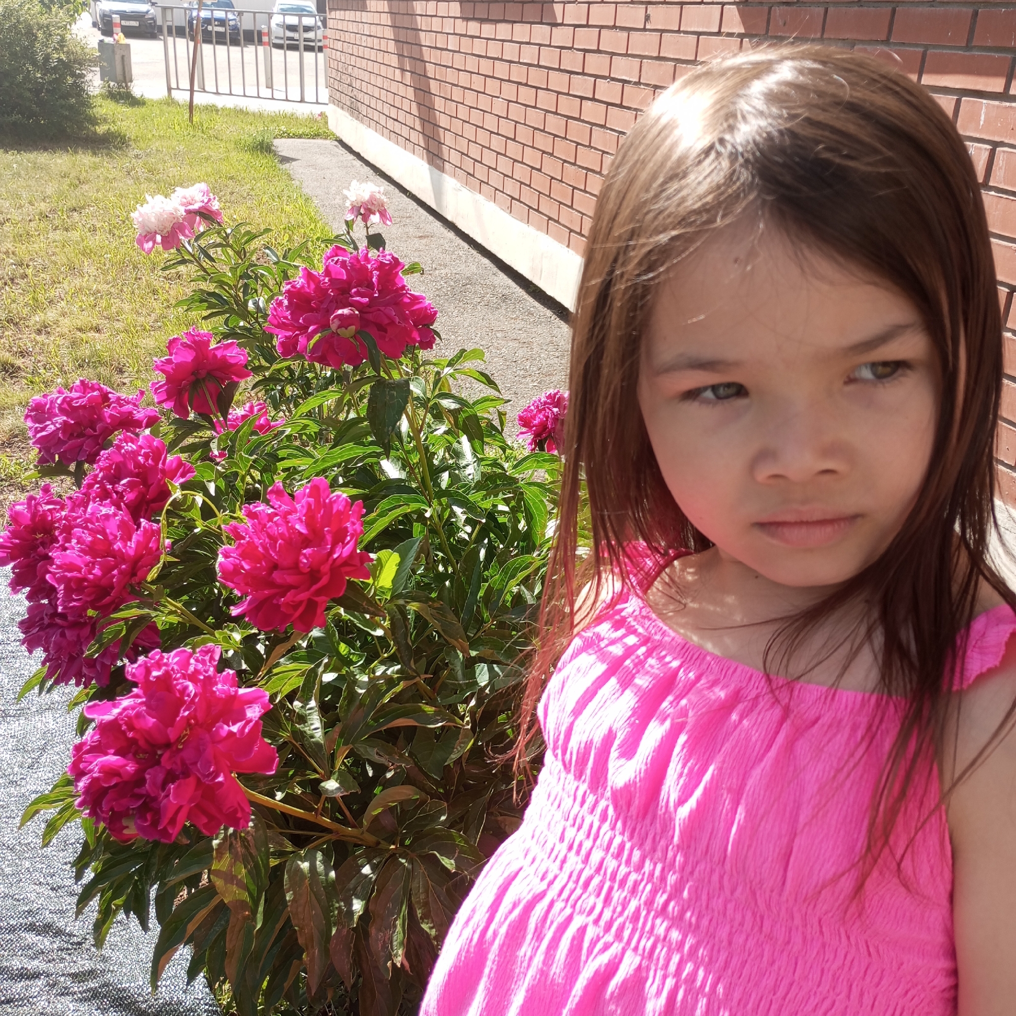 The image depicts a young girl in an outdoor setting in Izhevsk, Russia, positioned on the right side of the frame. The girl has long, dark brown hair, light brown eyes, and a neutral to slightly pensive expression, with her gaze directed towards the viewer's left. She is wearing a bright fuchsia pink, off-the-shoulder top with a shirred or smocked bodice.
To the girl's left and in the mid-ground, a large, blooming bush of peonies is prominently featured. The flowers are predominantly a vivid fuchsia pink, with some lighter pink or white blossoms visible further into the bush. The foliage is green and dense. The ground beneath the peonies is covered with a dark, textured material, possibly a landscape fabric.
In the background, to the left of the peony bush, there is a patch of green grass. Beyond the grass, a paved surface leads to a low metal fence. Behind the fence, a street or parking area is visible with three parked vehicles: a silver sedan on the far left, a dark blue sedan in the center, and a white sedan on the far right. The right side of the background features a building constructed of reddish-brown bricks, exhibiting a stretcher bond pattern. A horizontal white strip runs along the base of the brick wall, above a grey concrete foundation. The scene is brightly illuminated by direct sunlight, indicating a clear daytime environment.