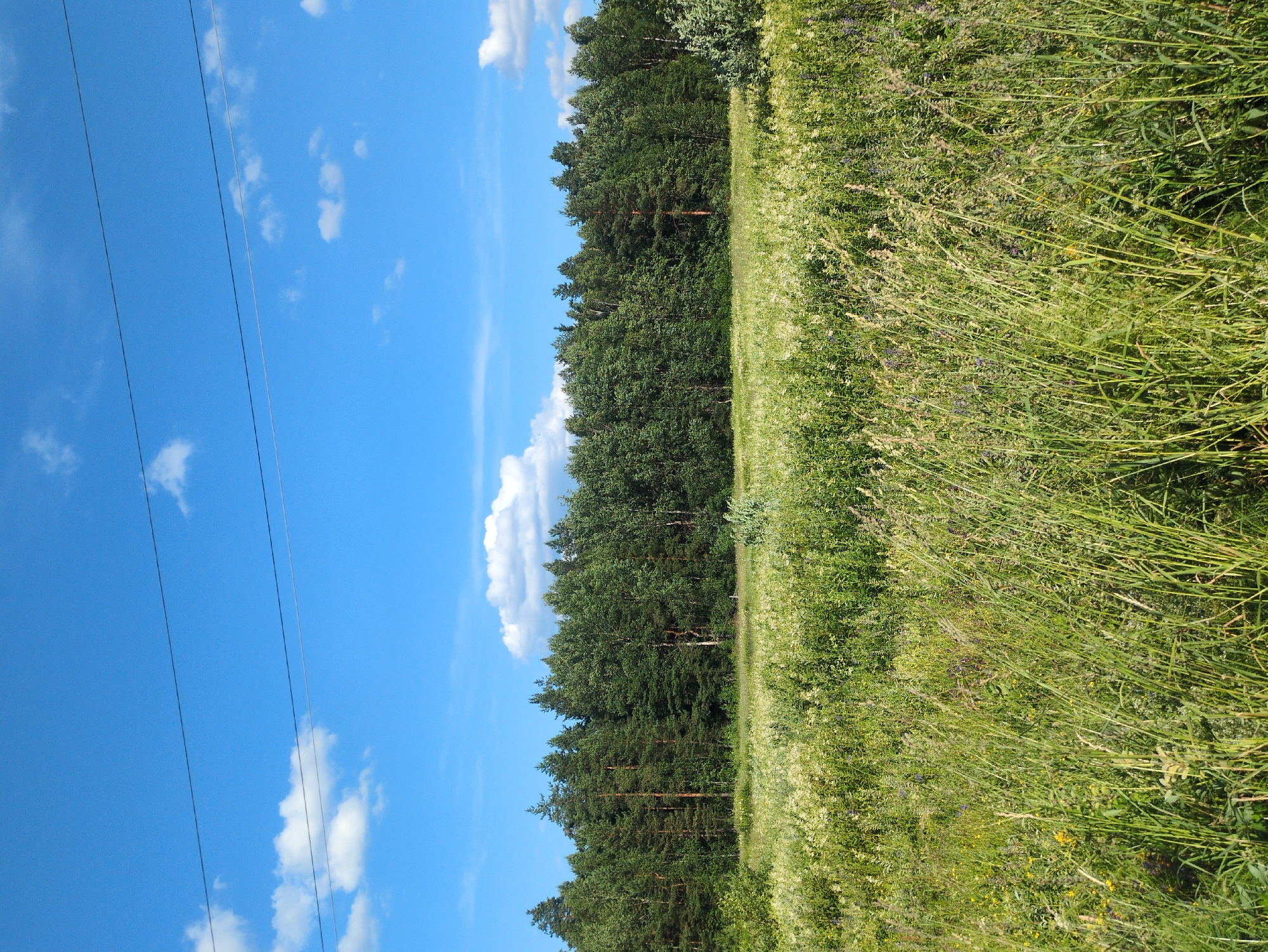 The image depicts a natural landscape scene. In the foreground, a dense field of tall green grass and wildflowers stretches across the frame. The grass is varied in height and texture, with some stalks appearing feathery and others more rigid. Interspersed among the grass are numerous small white and yellow flowers, and hints of purple blossoms.
Behind the field, a dense line of trees forms a natural barrier. This forest is composed of various evergreen and deciduous trees, with the evergreens appearing taller and darker green, and the deciduous trees offering a lighter, more varied green foliage.
The sky above is a vibrant blue, punctuated by scattered white, fluffy clouds. Three thin, dark wires run horizontally across the upper portion of the sky, suggesting the presence of power lines or telephone lines.
The scene is devoid of any human presence, vehicles, or buildings, emphasizing a natural, untamed environment. The lighting suggests it is daytime, likely mid-morning or afternoon, with the sun casting a gentle illumination on the landscape. The overall impression is one of a serene and lush natural setting, likely on the outskirts of a rural area. The image may represent a location in or around Velet'ma, Russia, given the typical vegetation and sky conditions of that region during warmer months.
