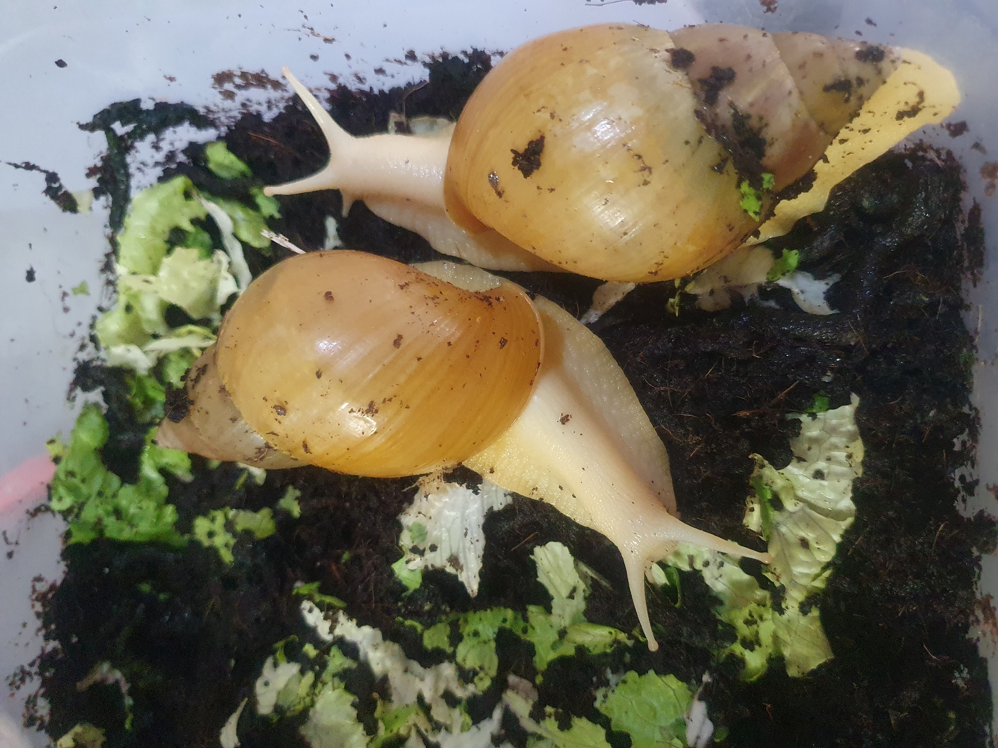 Three large terrestrial snails are positioned within a clear or translucent plastic enclosure. Each snail exhibits a pale, creamy-white foot and a light brown to amber-yellow, conical shell, which is speckled with dark, organic substrate.
In the center-right of the frame, two snails are visible, one partially overlapping the shell of the other. The snail in the upper position extends its pale body and tentacles towards the right side of the enclosure. The snail in the lower position is largely obscured by the upper snail's shell and foot, with only parts of its head and tentacles visible. A third snail's head and anterior body are visible in the lower-left corner, extending towards pieces of lettuce on the substrate.
The bottom of the enclosure is covered with a dark, moist, organic substrate, likely soil or peat. Scattered pieces of light green leafy vegetables, resembling lettuce, are present on the substrate, some showing signs of being partially consumed. Dark debris from the substrate adheres to the white inner walls of the enclosure. A pinkish fingertip is faintly visible along the top-center edge of the enclosure.
No discernible visual information within the image provides an identifiable location, such as a city or country, nor is there any indication of the depicted scene being in Shiraz, Iran.