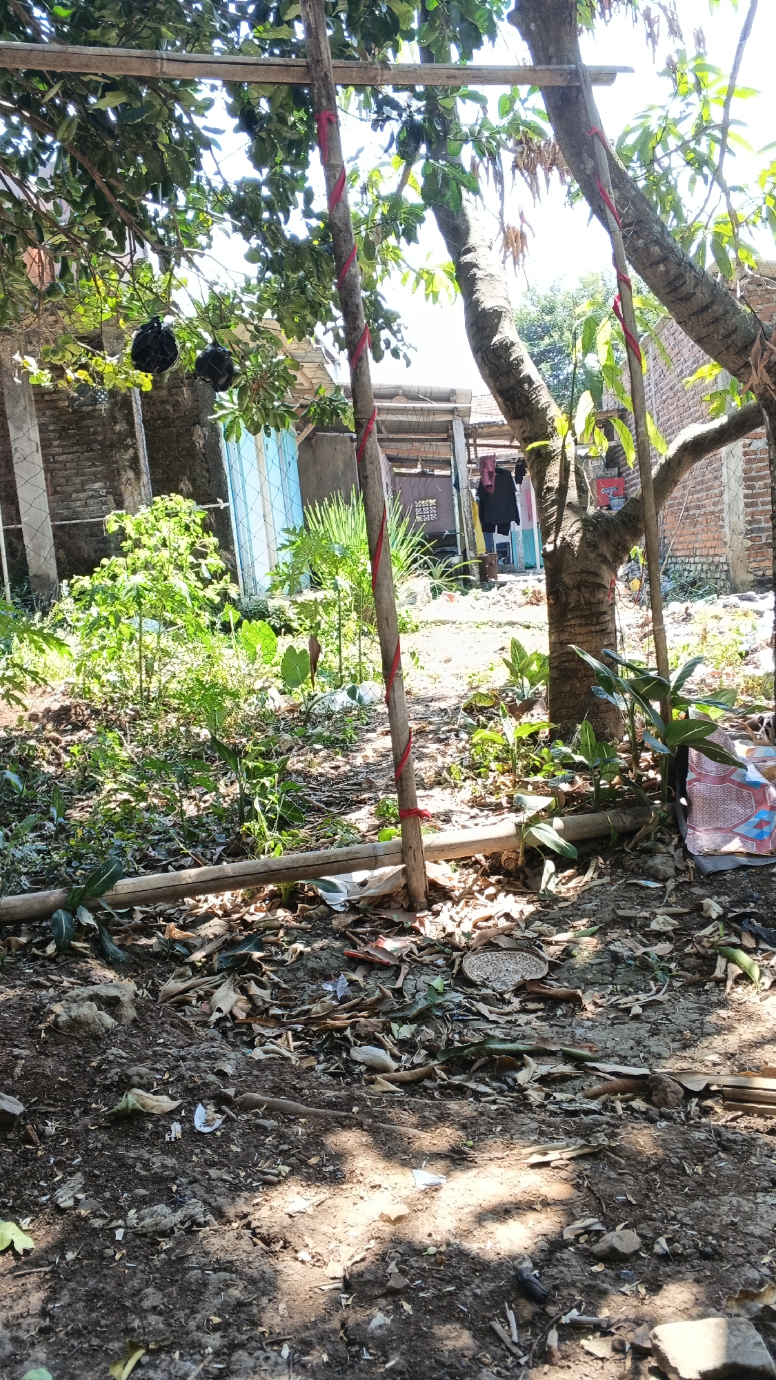 The image depicts a backyard scene in Karangjati, Indonesia, on a sunny day. The foreground is dominated by dry, fallen leaves and dirt, with some scattered debris including what appears to be a small black object, possibly a flashlight. In the midground, lush green vegetation is growing, with several leafy plants and a larger plant with broad leaves. Two wooden poles, reinforced with red ribbon, stand upright and are connected by a horizontal bamboo pole. Beyond these poles, a tree with a thick trunk and branches is visible, with more red ribbon tied around one of its limbs. The background reveals the side of a brick building with a blue door and a clothesline with several garments hanging on it. Another building with a tiled roof is also visible. The overall impression is that of a lived-in, somewhat untidy outdoor space.