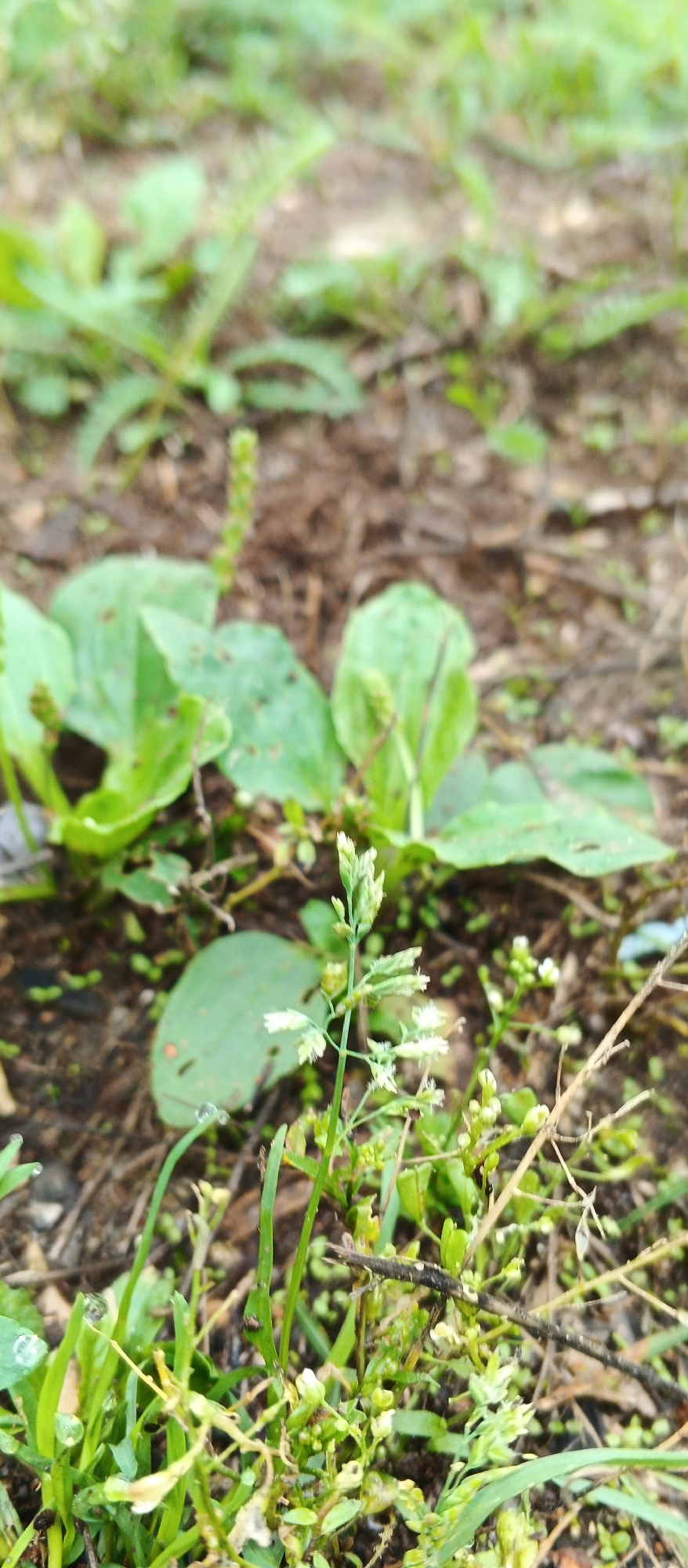 The image shows a close-up, low-angle view of plants on the ground, with a shallow depth of field blurring the background. In the foreground, a thin stalk of grass with small green seed heads and tiny white flowers is prominent. To the left and slightly behind this stalk, several broad, ribbed green leaves, likely from a plantain, are visible, some showing signs of damage. Small, scattered green and brown plant debris, including twigs and soil, are interspersed among the vegetation. The lighting suggests an outdoor setting, possibly a park or garden, with soft, natural light. The image is taken in Подгорное, Russia. There are no people or animals visible in the frame, and no discernible actions or interactions are taking place.