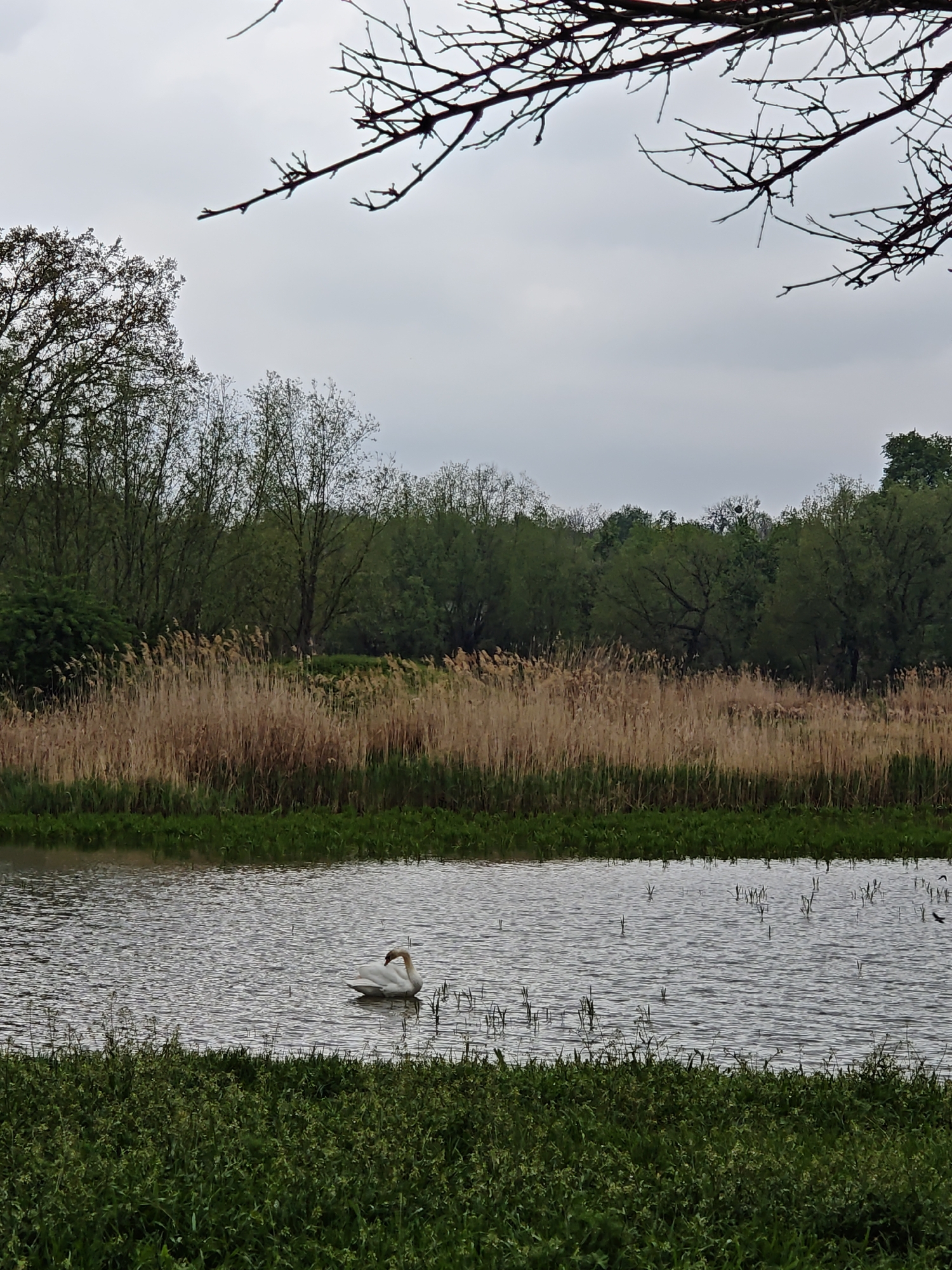 The image depicts a serene, natural scene, potentially located near the city of Khrinivka, Ukraine. In the foreground, lush green vegetation lines the bank of a body of water, possibly a pond or a slow-moving river. A lone swan floats gracefully in the water. Behind the body of water, tall, dry reeds or grasses form a dense barrier, leading to a line of trees in varying shades of green. The sky is overcast, casting a muted, grey light over the entire scene. Bare branches from a tree are visible in the upper part of the frame, adding a touch of autumnal or winter ambiance. There are no people visible in the image.