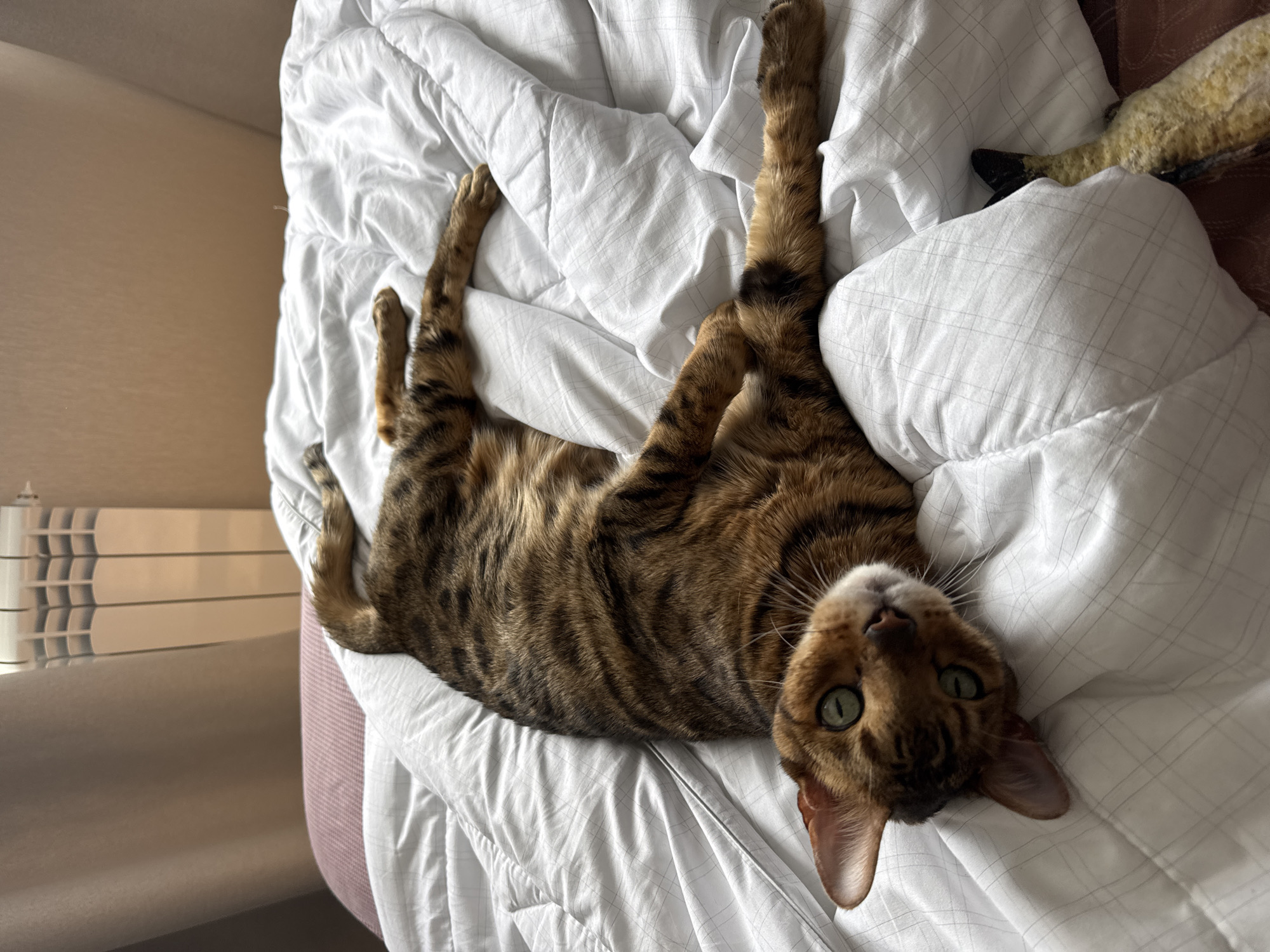 A Bengal cat is lying on its back on a white quilt with gray lines on a bed. The cat is positioned in the center of the frame, with its legs extended upwards. The cat has green eyes and is looking directly at the camera. A white radiator is visible in the background on the left side of the frame. A tan plush object is present on the right side of the frame. The location is Unknown, Unknown.