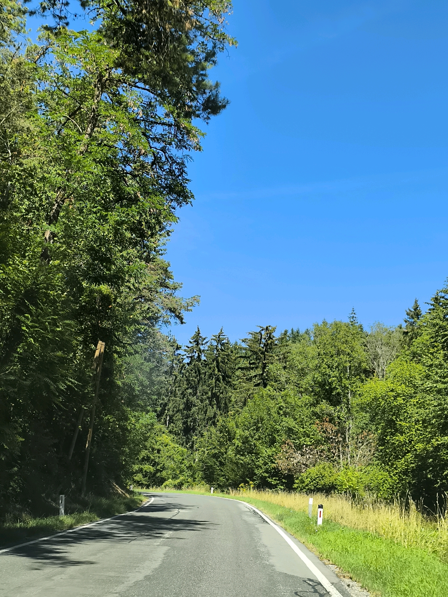 The image shows a paved road curving through a dense forest under a clear blue sky. The road is asphalt with white lane markings. On the left side of the road, there is a steep incline covered in lush green foliage and trees. On the right side, the forest continues, with a grassy verge and wildflowers bordering the road. Several small, white road markers with red tops are visible along the side of the road. The trees are predominantly deciduous, with a mix of light and dark green leaves. Sunlight casts dappled shadows on the road surface. The scene appears to be a scenic route in a natural, undeveloped area.