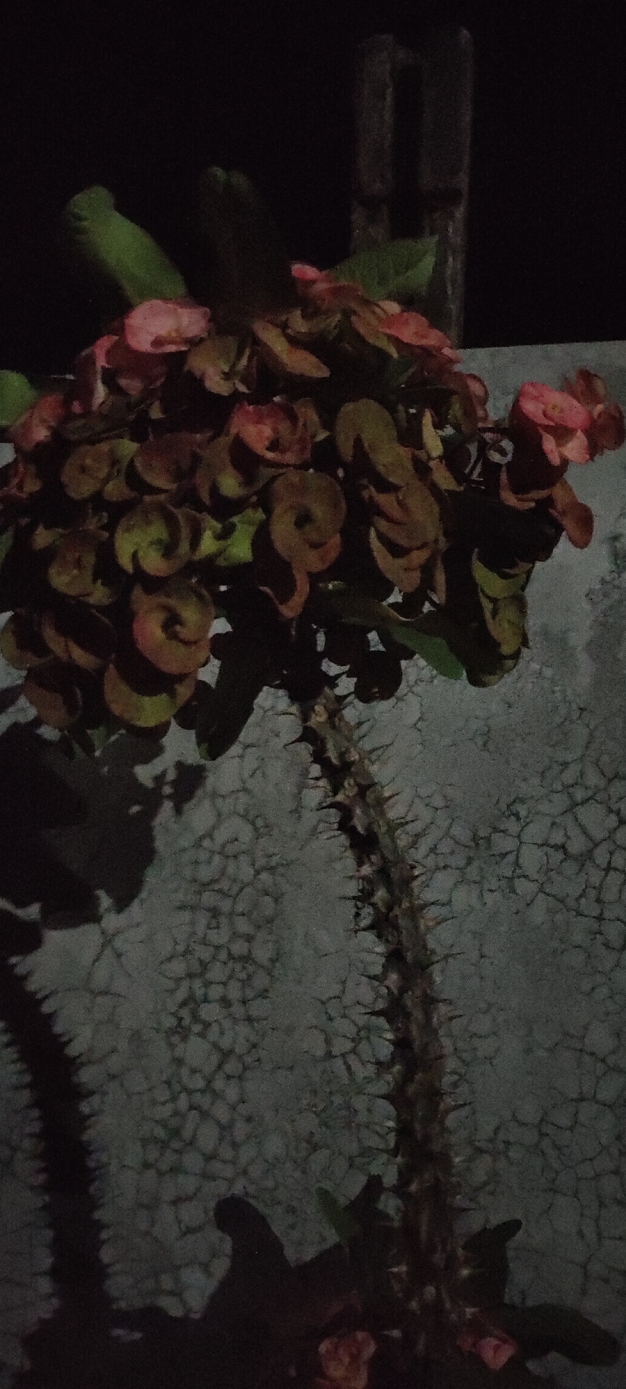 The image shows a Crown of Thorns plant (Euphorbia milii) in front of a cracked concrete wall. The plant has a thick, thorny stem and clusters of red bracts with small, inconspicuous flowers. The lighting suggests the photo was taken at night or in low light conditions. Based on the location provided, Lhokseumawe, Indonesia, the environment is likely a residential garden or a public space where such plants are cultivated. The wall appears to be part of a building or a boundary structure.