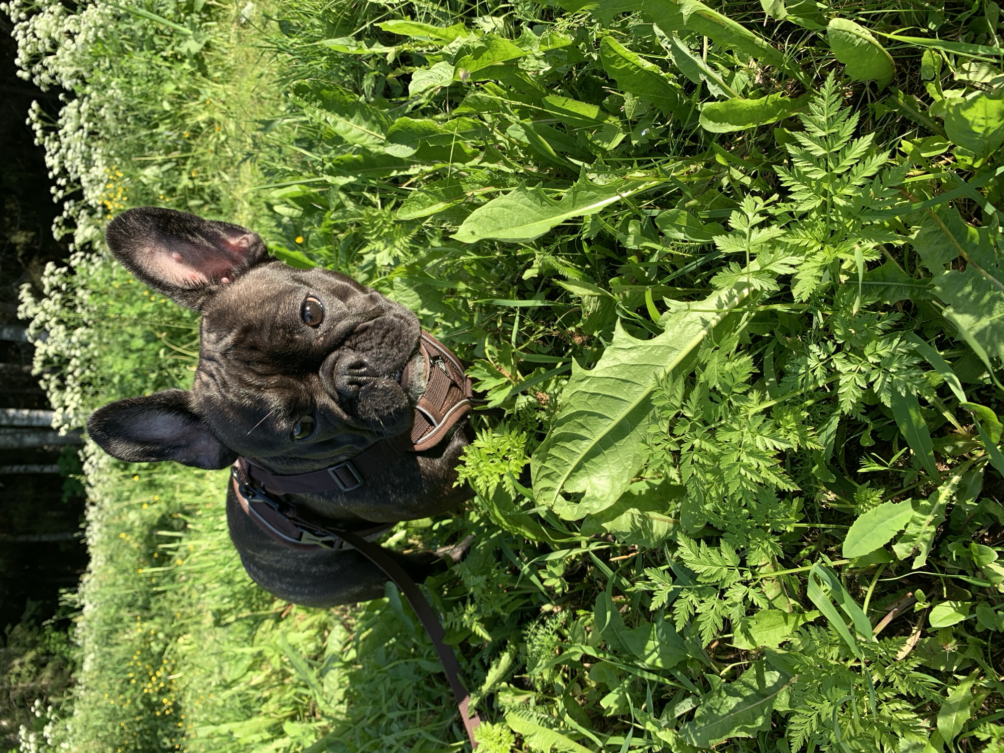 A brindle French Bulldog, wearing a brown harness, stands in a field of tall green grass and wildflowers. The dog is facing the camera, with its head slightly tilted. The sun is shining, casting shadows on the grass. In the background, there is a dark forest. The image appears to have been taken outdoors in a rural or semi-rural area. There is no indication that the image was taken in the city of Oktyabrsky, Russia.
