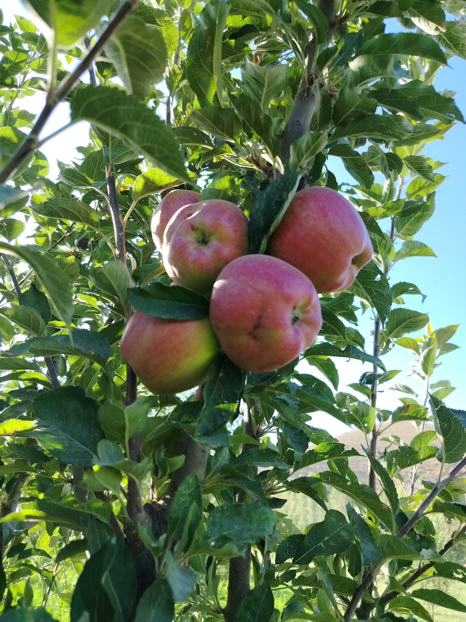 A close-up, low-angle shot captures a cluster of ripe, red apples hanging from a tree branch against a bright blue sky. The apples exhibit a mix of red and green hues, with some showing signs of bruising or blemishes. Lush green leaves surround the fruit, some backlit by the sun, creating a vibrant, natural scene. The background is softly blurred, suggesting a natural outdoor setting, possibly an orchard, with hints of distant foliage and hills. The image was taken in Navobad, Tajikistan.