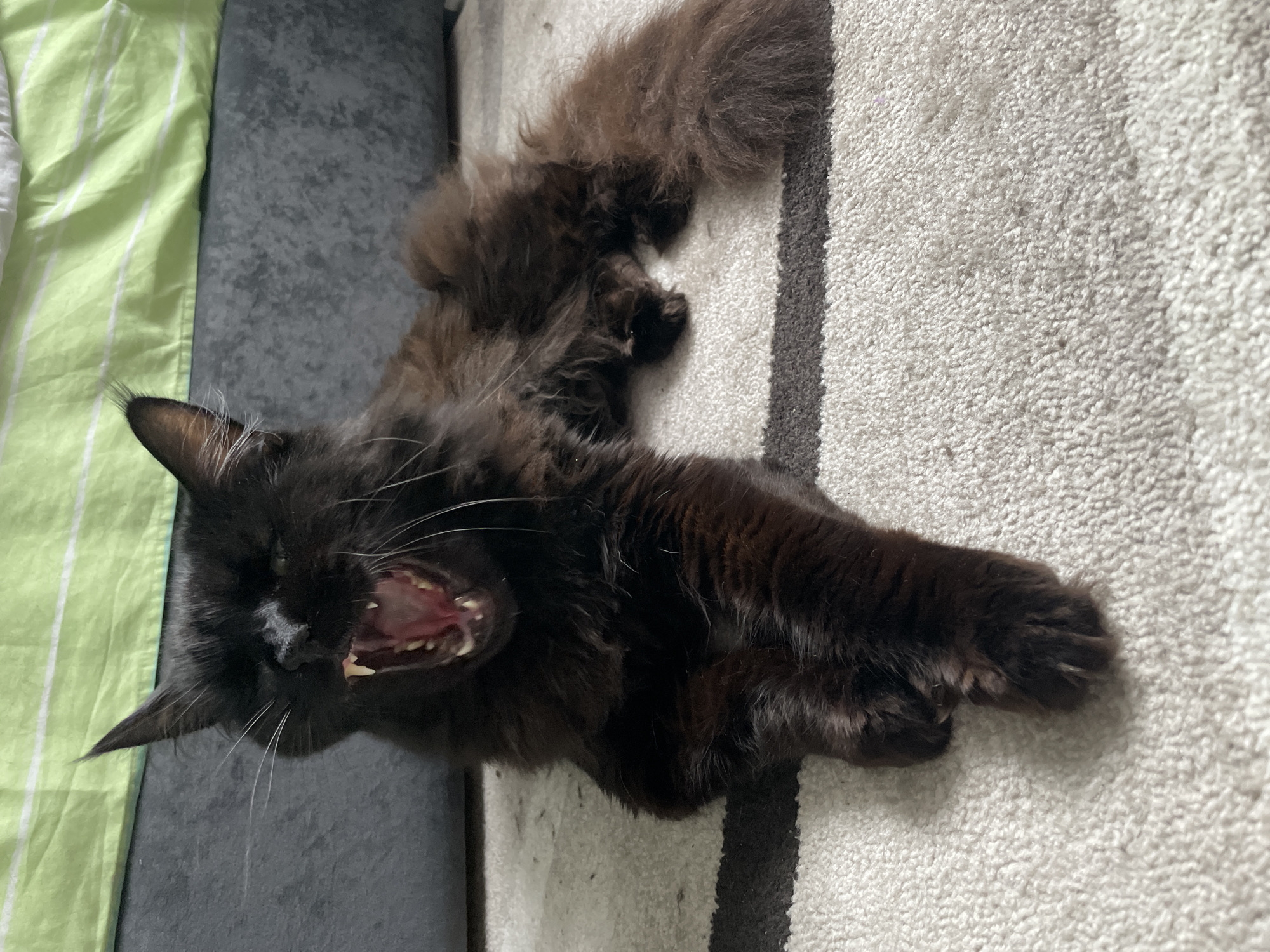 A long-haired, dark-furred cat lies on its back on a beige carpet with dark gray stripes. The cat's mouth is open, revealing its teeth and pink gums. Part of a green striped blanket or sheet is visible on the left side of the frame, alongside a grey surface. The specific location in Chaikovsky, Russia is not identifiable from this image.