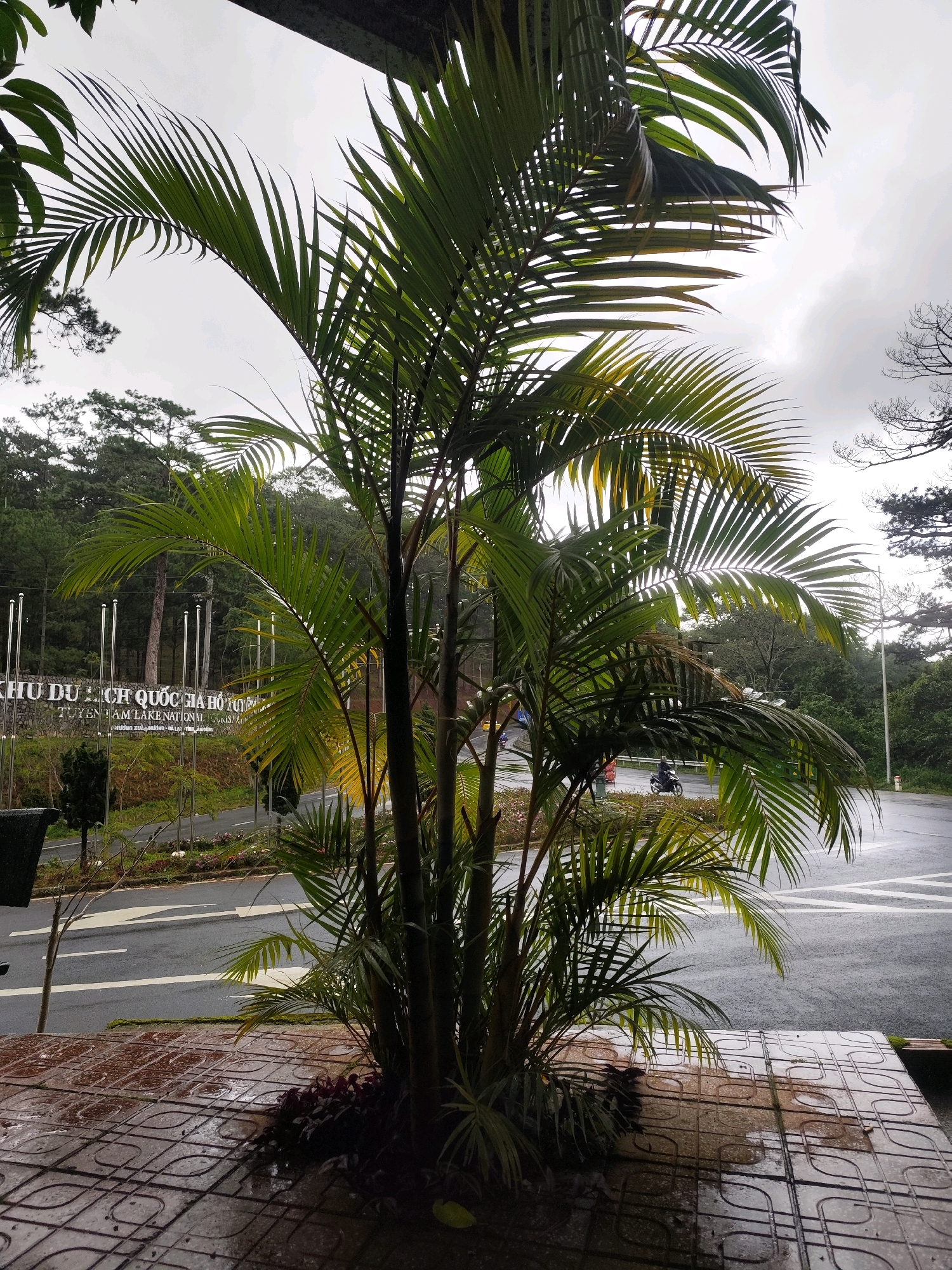 In Da Lat, Vietnam, a cluster of palm trees with vibrant green fronds stands prominently in the foreground. The palm is positioned near a wet, tiled walkway, suggesting recent rainfall. Beyond the walkway, a paved road curves into the distance, with white markings indicating lanes. A motorcycle rider is visible on the road, navigating the wet surface. In the background, a stone wall with a large sign bearing Vietnamese text is partially obscured by the palm trees. The sign reads "KHU DU LICH QUOC GIA HO TUYEN LAM," identifying the location as Tuyen Lam Lake National Tourist Area. Further in the background, a dense forest of pine trees climbs the hillsides under a cloudy sky. The overall scene depicts a lush, natural environment within a tourist destination, with elements of human activity present.