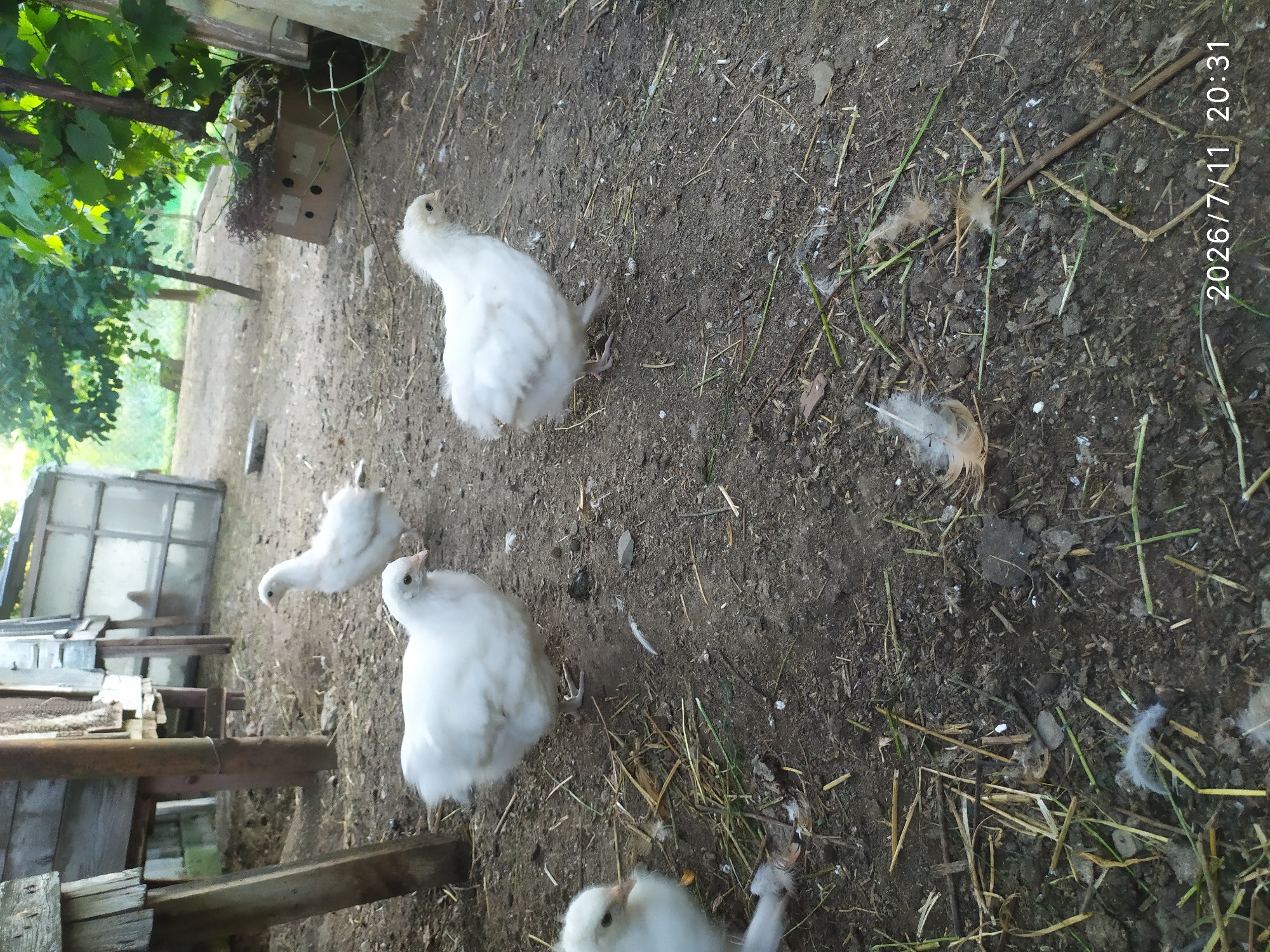 This image depicts a group of young white chickens foraging on the ground in an outdoor area, likely a farmyard. The ground is composed of dirt and scattered straw, with some small branches and feathers visible. In the background, there is a wooden structure, possibly a coop or shed, with some greenery from trees overhead. The lighting suggests it is daytime, possibly late afternoon due to the timestamp "2026/7/11 20:31". There are no people present in the image. The setting appears to be a rural environment, consistent with a location in Skala-Podilska, Ukraine, where chickens are commonly kept.