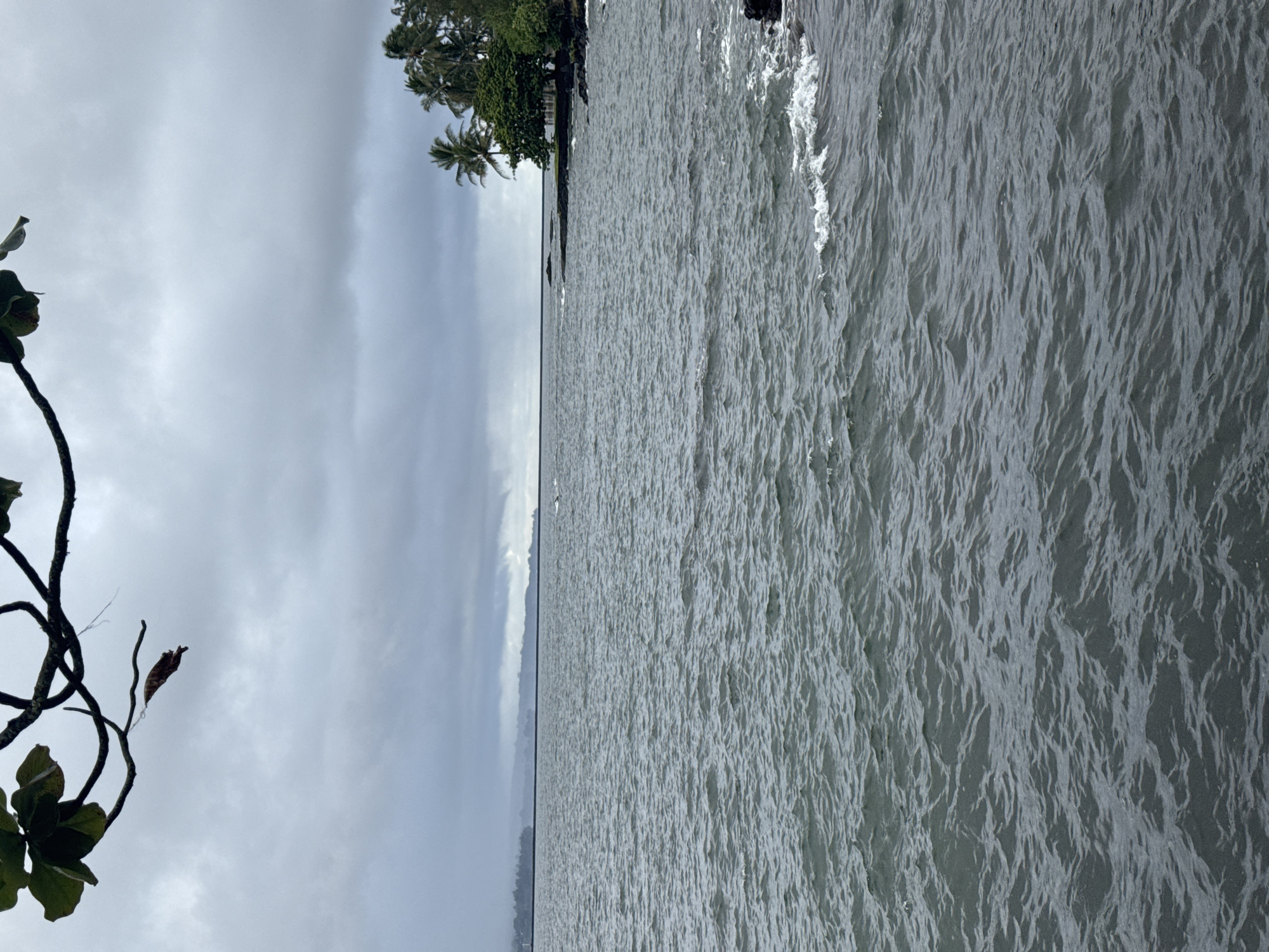 A tranquil, overcast day is depicted on the coast of Hilo, Hawaii. The scene is dominated by the vast expanse of the Pacific Ocean, its surface rippling with gentle waves. In the distance, a low-lying coastline is visible, shrouded in a soft haze, with the faint outline of buildings suggesting the presence of the city. On the right side of the image, a rocky shore meets the water, adorned with lush green trees and palm trees characteristic of the tropics. A branch with green leaves and a single brown, dried leaf hangs from the top of the frame, casting a subtle shadow on the overcast sky. The overall atmosphere is serene and peaceful, with no people or active events present.