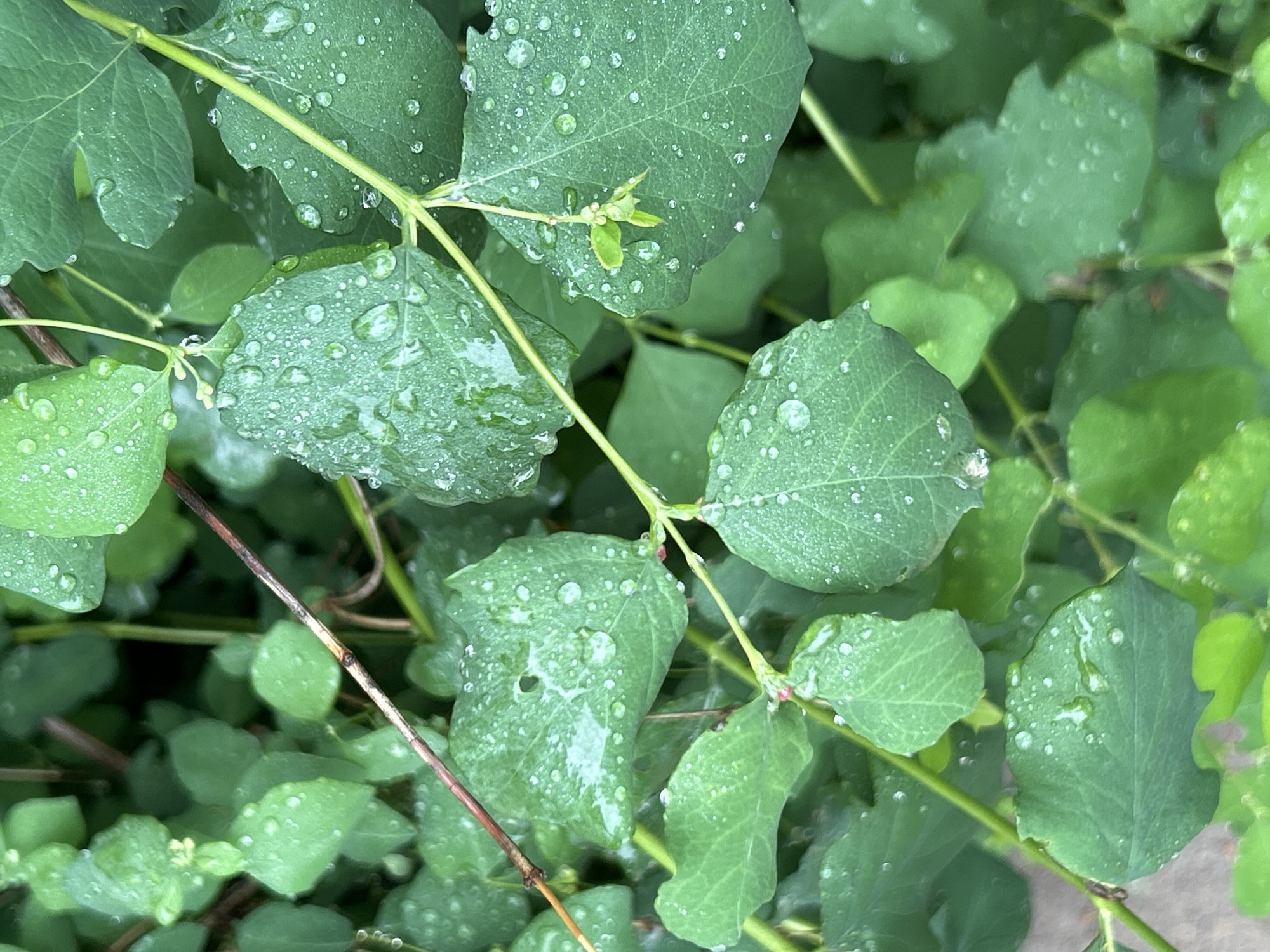 This close-up photograph captures a dense cluster of lush green foliage, likely a bush or shrub, heavily adorned with small, clear water droplets. The leaves are primarily ovate with smooth margins, appearing in diverse shades of green, ranging from bright lime to darker forest hues. Slender, greenish-brown stems are visible, weaving through the leaves. Some areas reveal tiny buds or nascent flowers, suggesting a plant in its early growth phase or just prior to blooming.
The water droplets are prominent on the leaf surfaces, reflecting light and indicating recent rain or the presence of dew. The background is a soft, out-of-focus blur of similar green foliage, emphasizing the depth and density of the plant life. The lighting is natural and diffused, without strong shadows, contributing to a fresh and serene atmosphere. There are no human subjects or man-made objects in the frame, nor is any text visible. The scene is a tranquil natural moment, observed in Chaikovsky, Russia.
