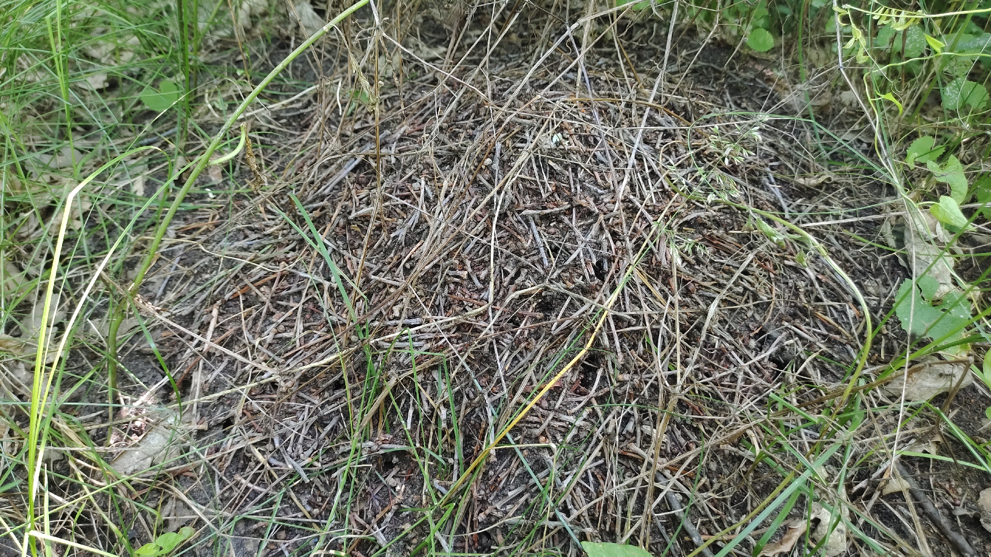 The image shows a close-up view of an anthill constructed from twigs, grass, and other organic debris, situated in a natural environment. The anthill is dome-shaped and occupies the central portion of the frame. Surrounding the anthill is a carpet of green grass and dried leaves, suggesting it is located in a wooded or park area. The lighting indicates it is daytime, with shadows playing on the textured surface of the anthill. No specific landmarks or architectural elements are visible, making it impossible to pinpoint the exact location within Mikhaylovka, Russia. The scene is devoid of human presence or any discernible activity.