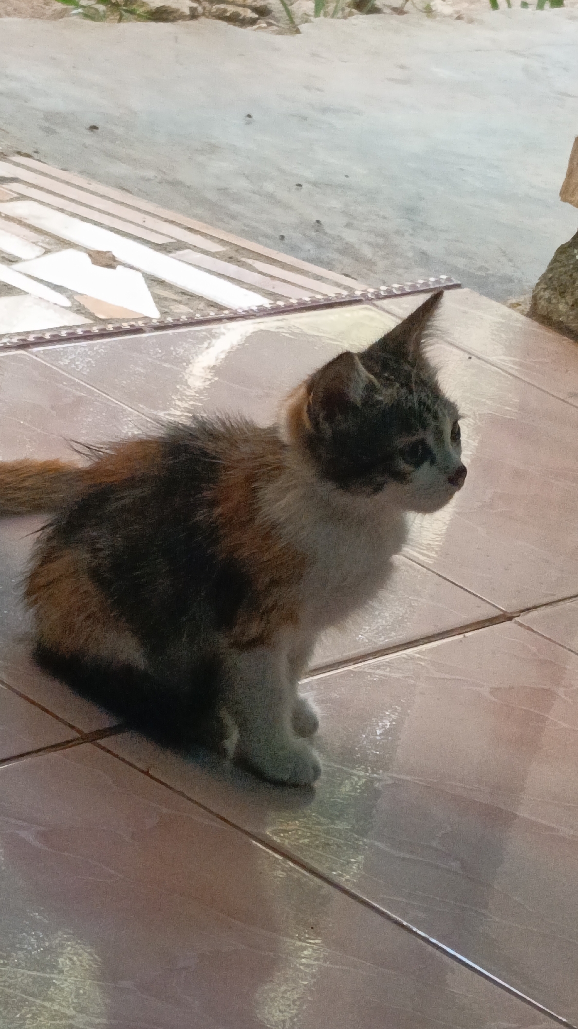 A calico kitten is sitting on a tiled floor. The kitten has patches of white, orange, and black fur. It is looking to the right with its ears perked up. The tiled floor is a light brown color and appears to be outdoors. In the background, there is a sandy area with some rocks and dry grass. The scene is lit by natural light, creating reflections on the shiny tiles. The location is specified as Gumuk Mas, Indonesia.