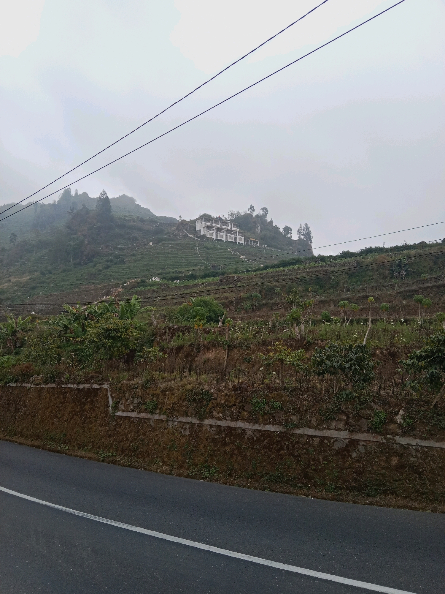 The image shows a view of a hillside in the city of Tieng, Indonesia. The hillside is covered with various types of vegetation, including trees and crops. There are also several buildings visible on the top of the hill. The sky is overcast, and there are power lines running across the frame. A road with a white line marking is in the foreground. The scene appears to be a rural or mountainous area.