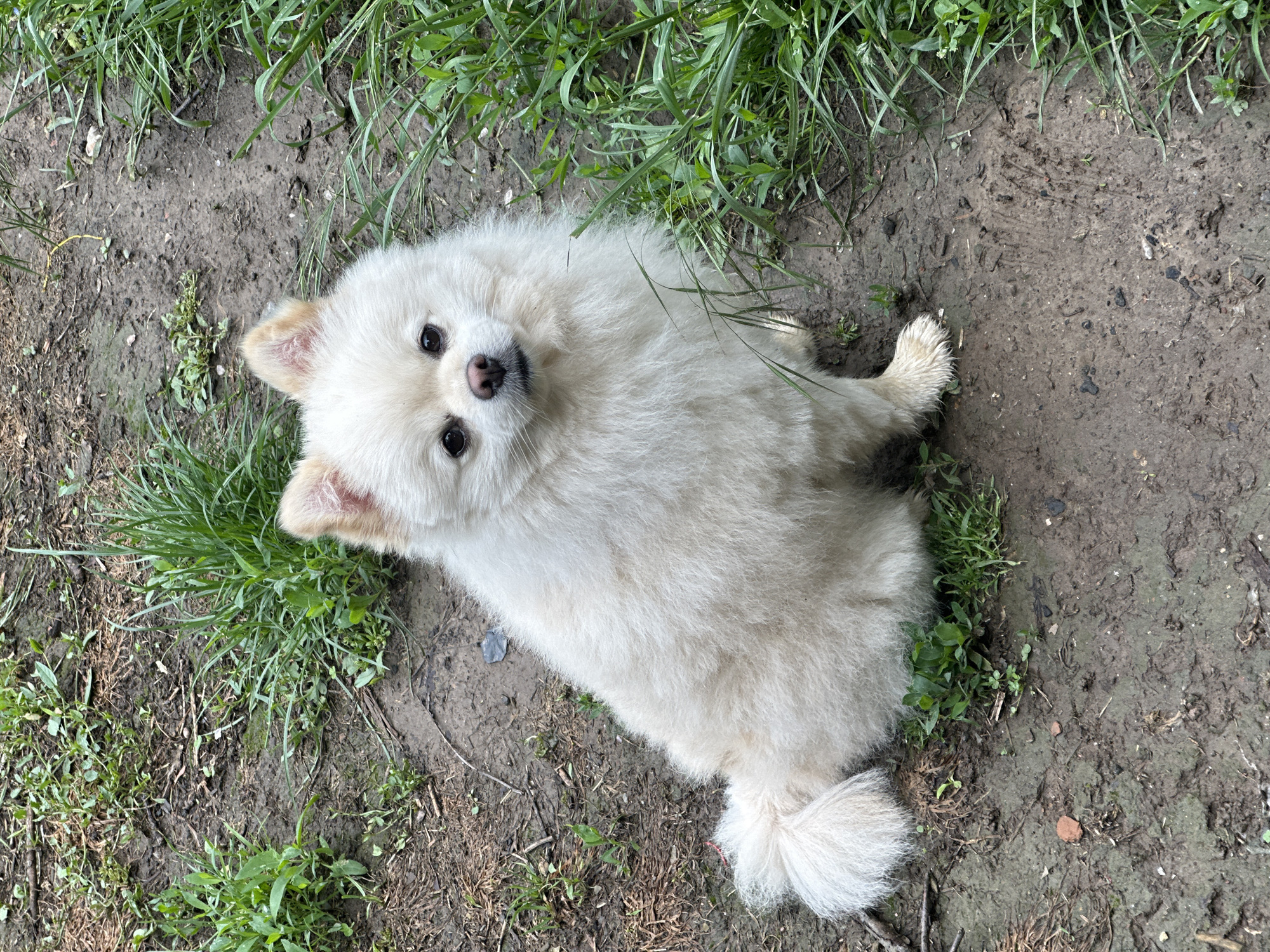 A white, fluffy, medium-sized dog, likely a Pomeranian or similar breed, sits on dirt and grass. The ground is mostly muddy, with patches of green grass. The dog is looking up at the camera. The location is likely a park or outdoor area. The location within the city of Slavyani, Bulgaria is not discernible from the image.