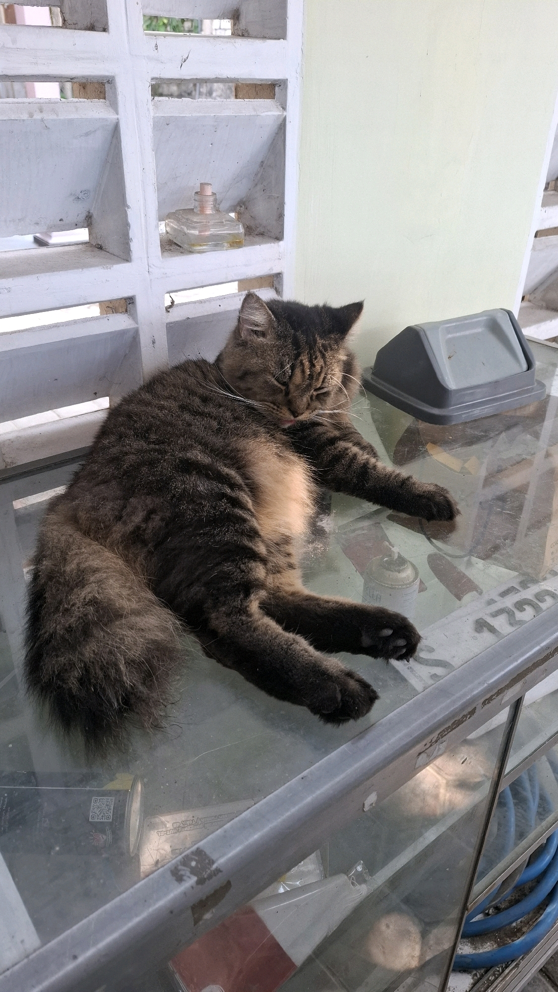 A tabby cat with long fur is resting on a glass surface, with its body stretched out and its eyes closed. The cat appears to be grooming itself, with its tongue extended and touching its chest. The background shows a white lattice structure and a pale green wall. A small glass bottle with a pink stopper is visible on a shelf within the lattice. To the right of the cat, a small gray trash can is present. The glass surface is reflecting light and appears to have some dust or debris on it. Various objects are visible beneath the glass surface, including what looks like a can of spray paint and some papers with text and graphics. A blue hose is partially visible in the lower right corner of the image. The scene appears to be an outdoor or semi-outdoor location, possibly a porch or patio. There is no indication of the city of Bojonegoro, Indonesia within the image.