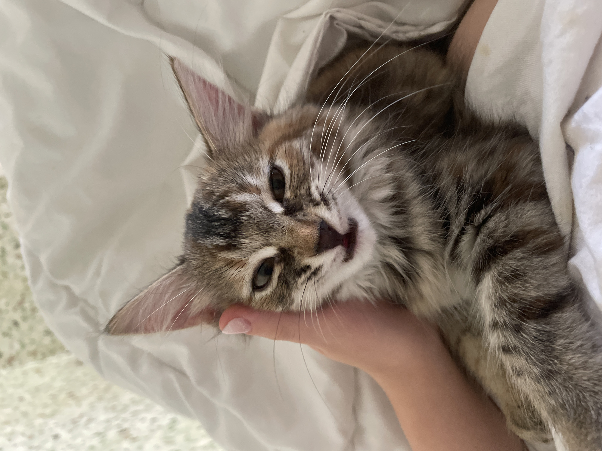 A medium close-up shot captures a tabby kitten with its eyes partially closed, lying on white bedding. A human hand, with a manicured fingernail, is gently touching the kitten's head. The kitten's mouth is slightly open, revealing a small pink tongue. The background consists of crumpled white fabric, suggesting an indoor domestic setting. The lighting is soft and diffused. The overall impression is one of a peaceful, affectionate moment.