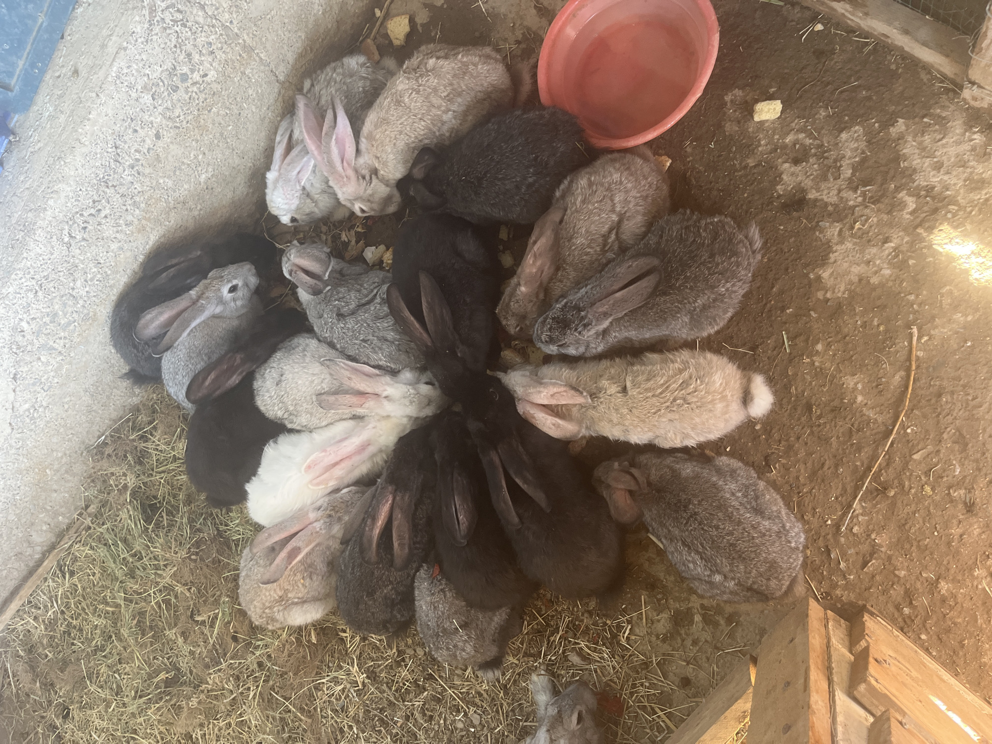 A top-down, high-angle shot captures a circular cluster of approximately twenty rabbits of various sizes and colors, including black, white, gray, and light brown, gathered together in what appears to be an enclosure. The rabbits are nestled closely, some with their heads lowered, possibly resting or feeding. The ground surface is a mixture of soil and scattered hay. To the left, a wooden structure is visible, partially covered by shadows. In the lower right corner, a red plastic bowl sits empty on the dirt. The lighting suggests an outdoor or semi-enclosed environment, possibly a farm or petting zoo. The scene takes place in the city of Zarafshan, Uzbekistan.