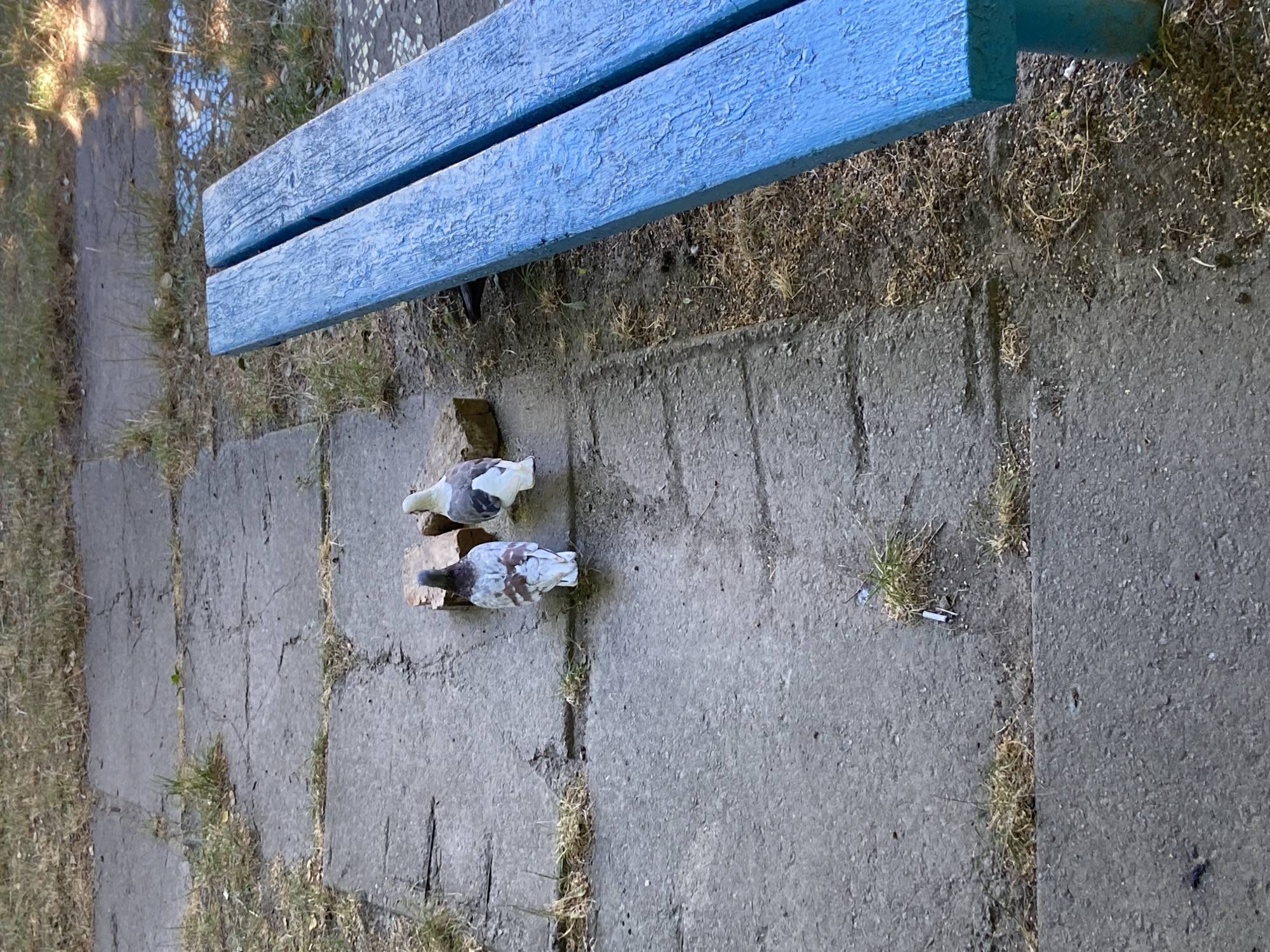 Two pigeons stand on a paved pathway near a blue wooden bench. The pigeons are facing away from the camera. One pigeon is predominantly grey with white markings on its wings, and the other is a mottled grey and white. Between the pigeons are two pieces of brick. The pathway is made of large concrete slabs with cracks and is bordered by dry grass and dirt. The blue bench is made of two wooden planks. The scene appears to be outdoors in a park or public space, possibly in the city of Uman, Ukraine.