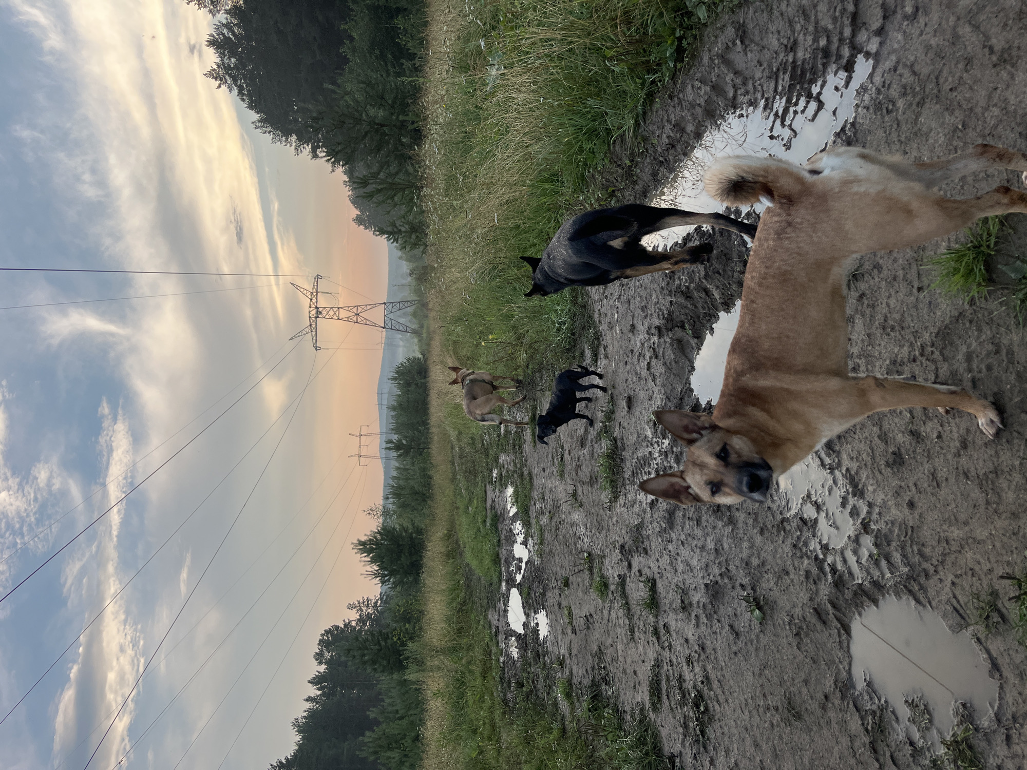 The image depicts a muddy dirt road in a rural area, likely on the outskirts of Nizhny Tagil, Russia, given the presence of high-voltage power lines and towers in the background, which are characteristic of industrial or semi-industrial landscapes. The road is rutted and filled with puddles, suggesting recent rainfall. Four dogs are visible on or near the road. In the foreground, a tan-colored dog with erect ears is looking directly at the camera. Behind it, further up the road, a black dog is walking away from the camera, and to its left, a smaller black dog is standing. Further in the distance, another tan-colored dog is visible. The surrounding environment consists of tall grass and trees, with a hazy, possibly overcast sky with hints of sunset colors. The overall scene is one of a natural, outdoor setting with signs of human infrastructure.