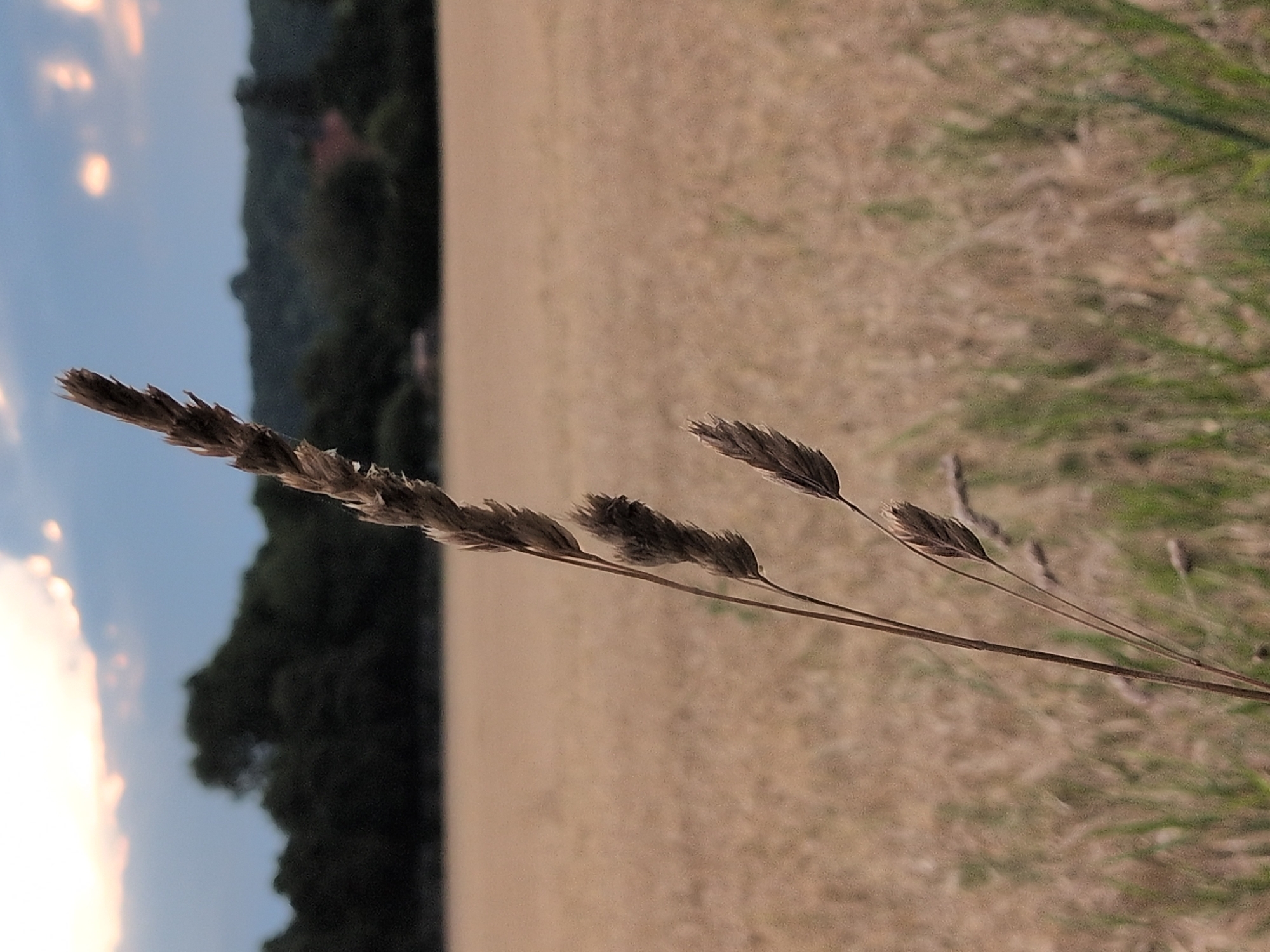In Rastenberg, Germany, a close-up of a dry grass stalk is captured in a field. The grass stalk, which is brown and appears to be a seed head, is in sharp focus and positioned vertically on the right side of the frame. The background consists of a blurred, golden field of grain, likely wheat or barley, stretching towards a line of dark green trees and a hill. The sky above is a dusky blue with streaks of pale orange and white clouds, suggesting it is either dawn or dusk. There are no people or animals visible in the image, and no discernible structures other than a hint of a reddish roof among the trees in the distance.