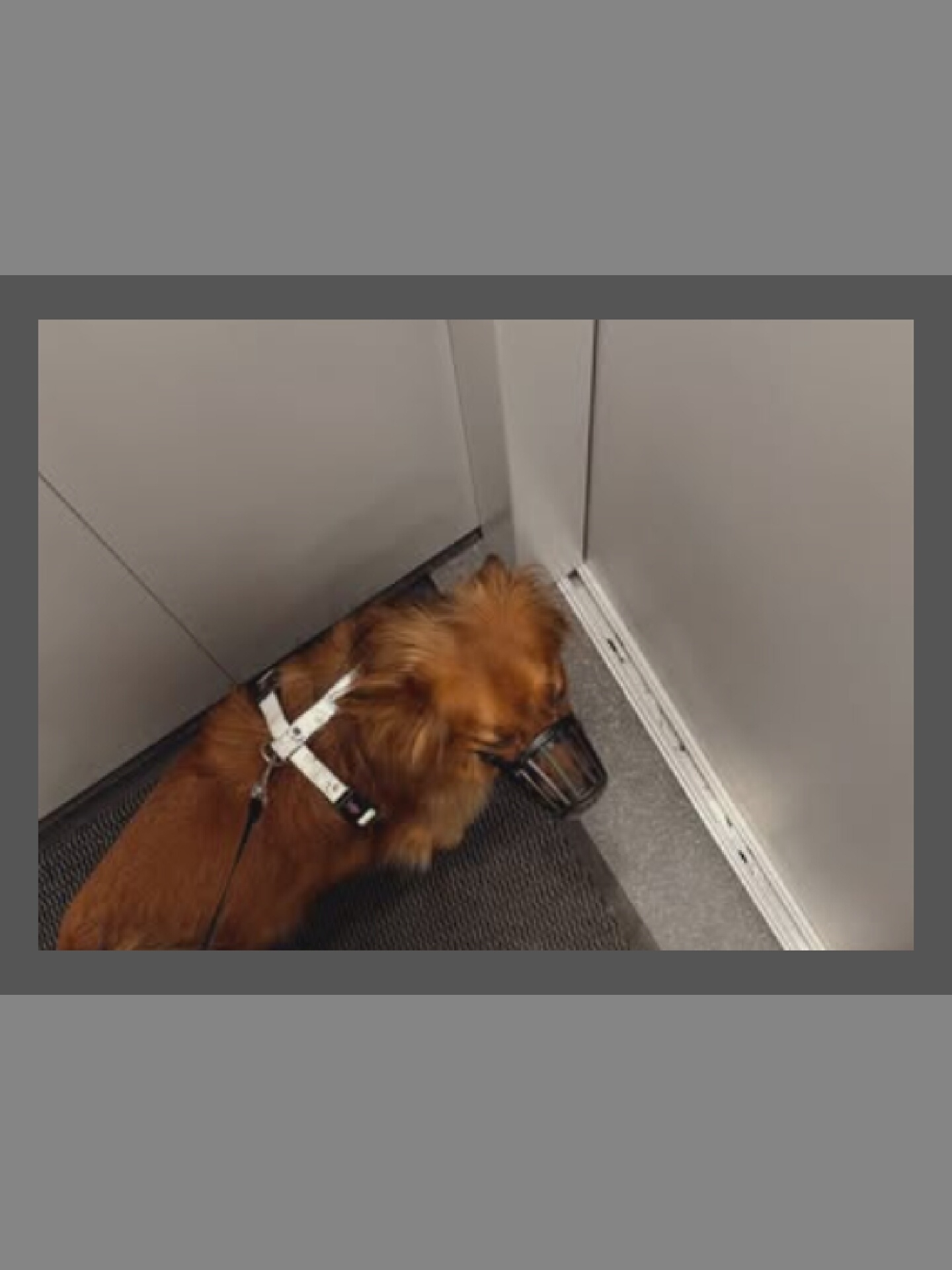 In the city of Unknown, Unknown, a medium-sized, fluffy, ginger-colored dog is visible from a high-angle perspective. The dog is wearing a white harness and a black muzzle, and is standing on a grey carpeted floor next to a light grey wall. The dog is positioned facing left, with its head turned towards the corner of the room. The lighting in the scene is neutral.