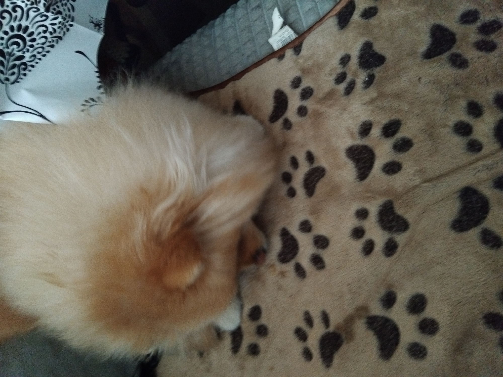 A fluffy Pomeranian dog is curled up on a blanket with a paw print pattern. The dog's fur is light brown and very thick, obscuring most of its body. Only its tail and hindquarters are clearly visible. The blanket is a light tan color with scattered dark brown paw prints. In the background, a gray, textured surface and a patterned fabric are visible. The scene is indoors, likely a living space. The image does not provide any information about the location in the city of Apriltsi, Bulgaria.
